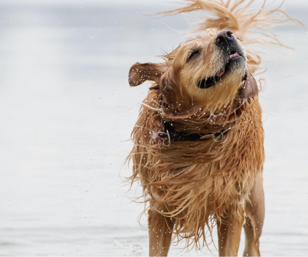 なぜ生肉（ローフード）なのか？犬にとって最適な食事