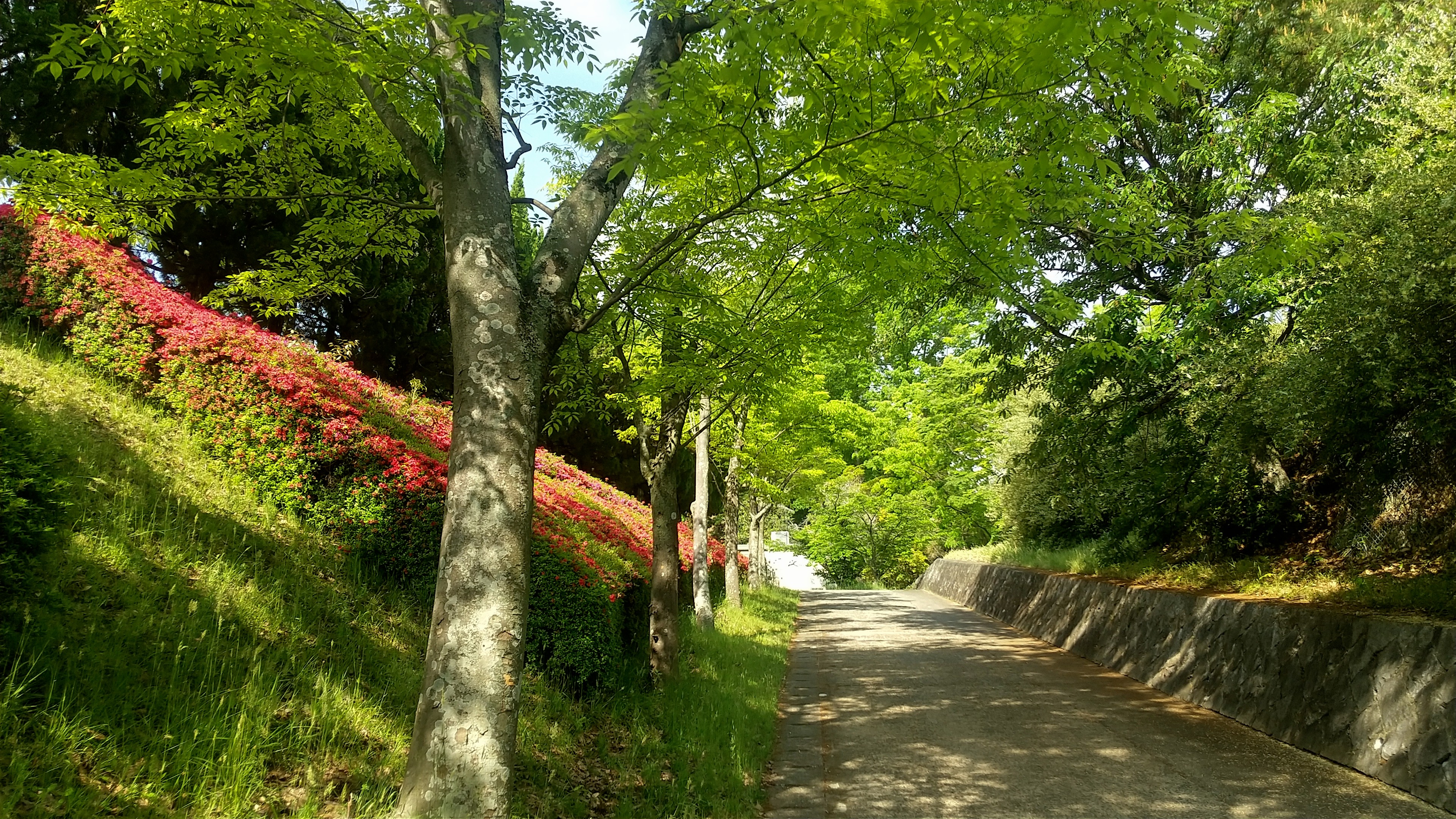 ゴールデンウィークは恵下山のつつじが満開です。