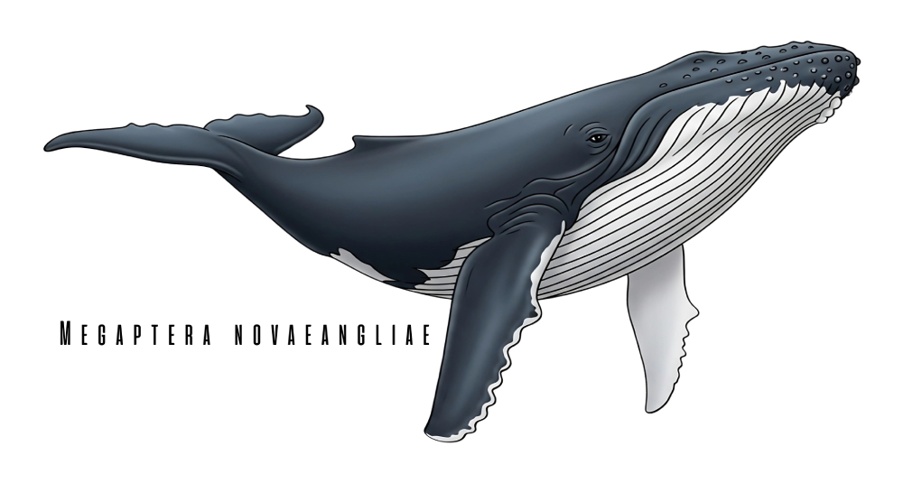 【本日販売開始！】海の守り神、雄大なザトウクジラデザインTシャツが登場！