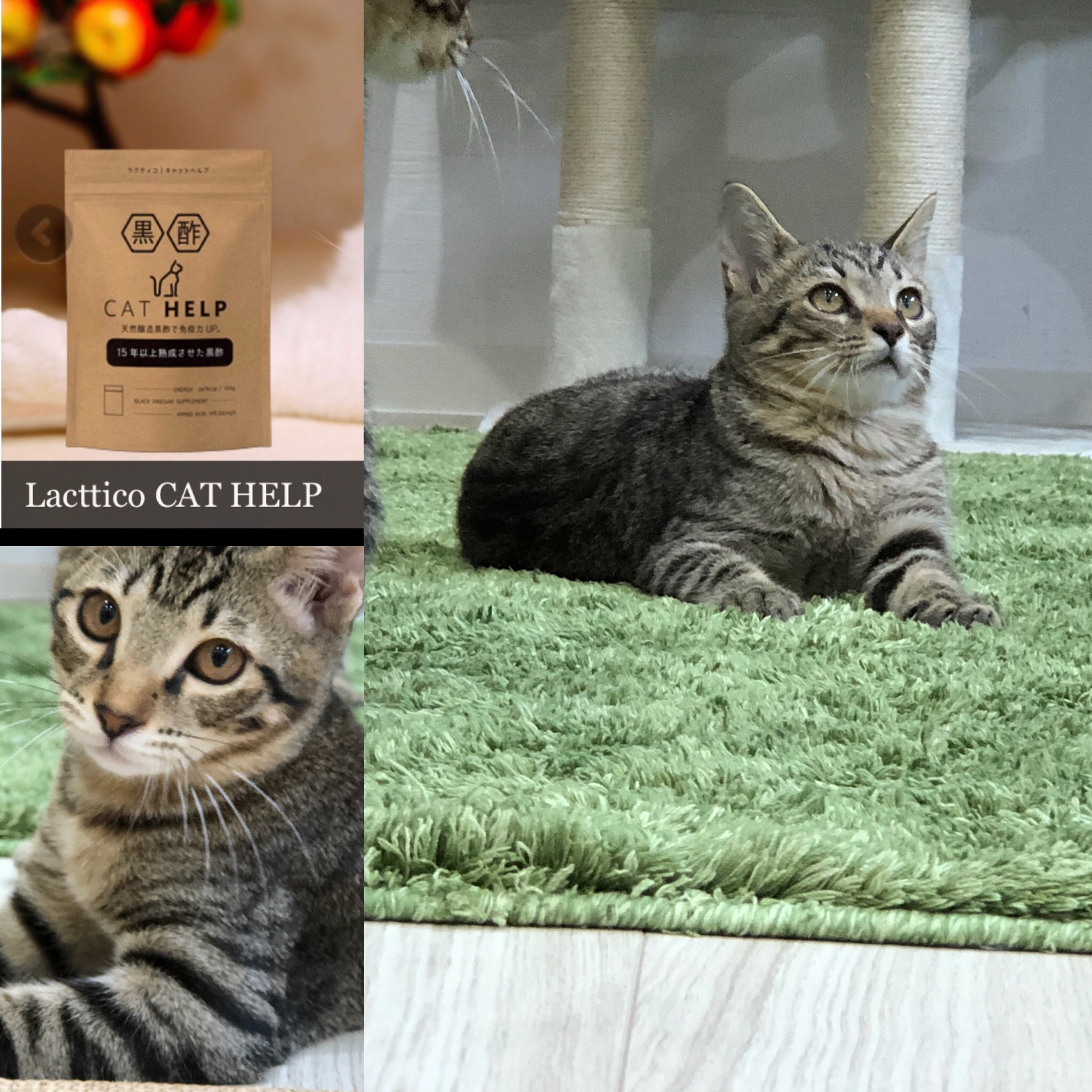 ラクティコ｜黒酢サプリ 猫ちゃん用