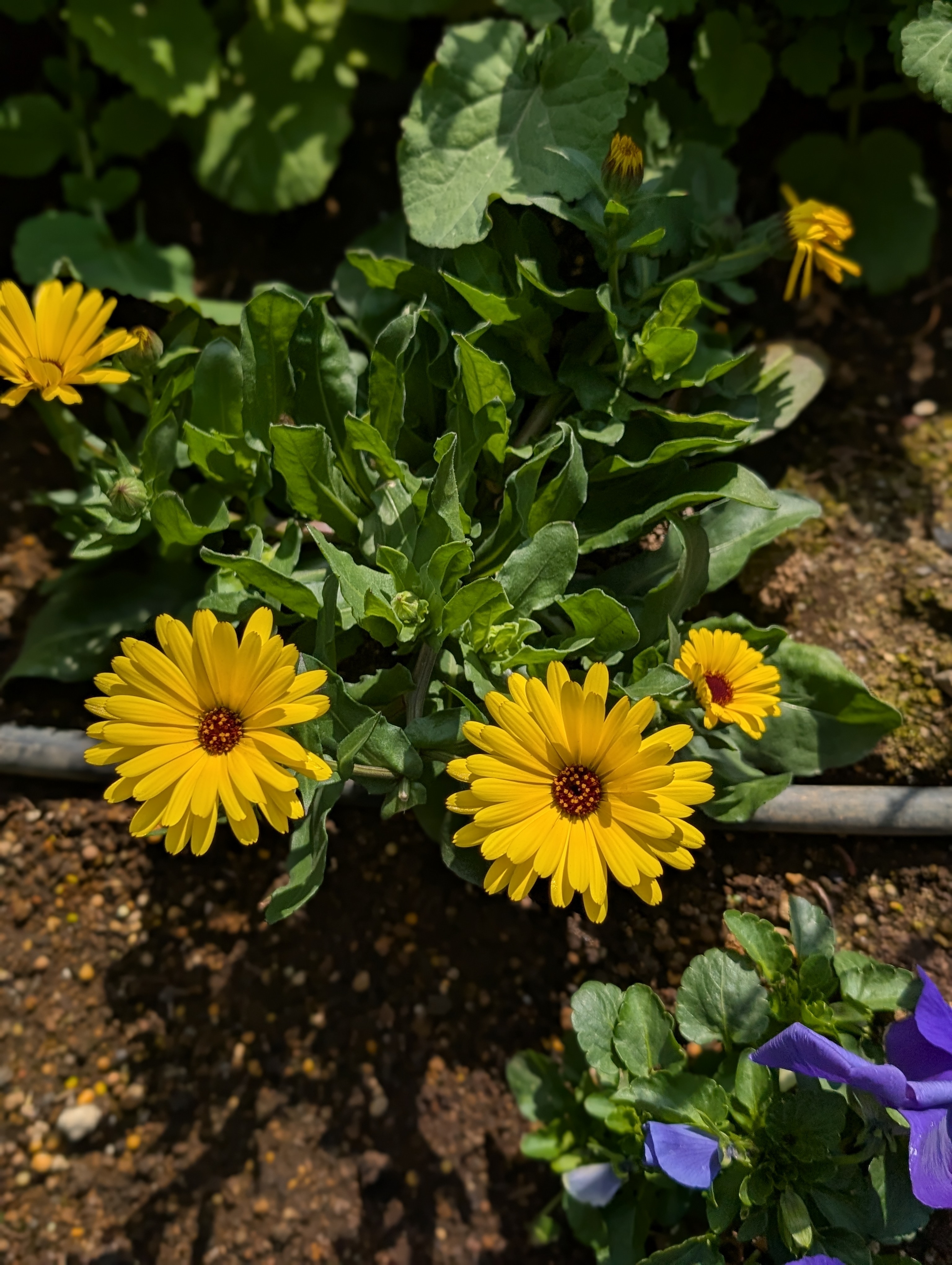 花粉に負けず！