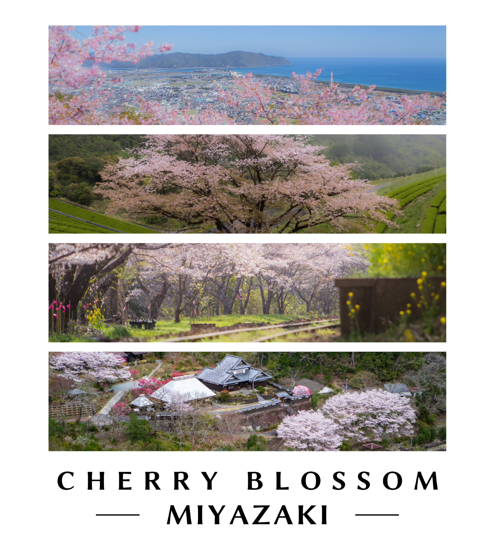 Cherry Blossom【綾彩-ayasai-シリーズ】