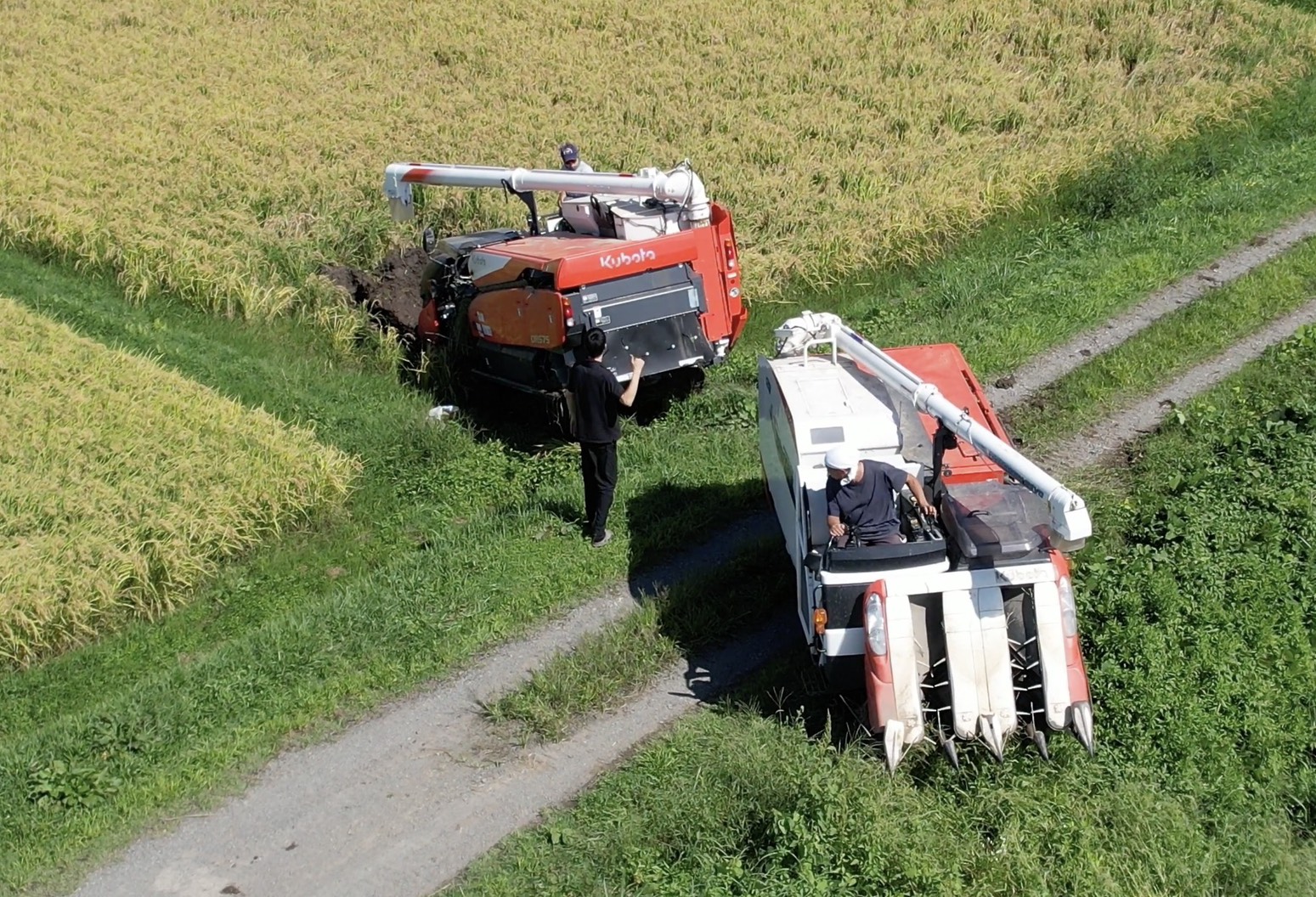 稲刈り2日目☔️