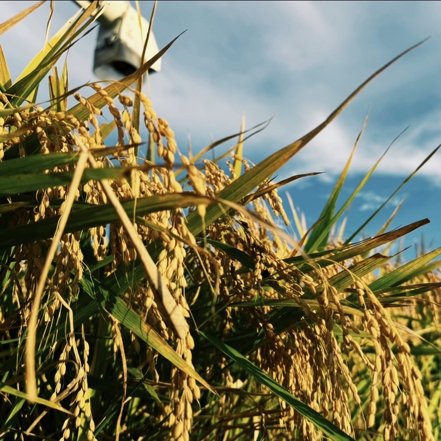 【記事共有】Yahoo!ニュース「“ごはん日本一”」