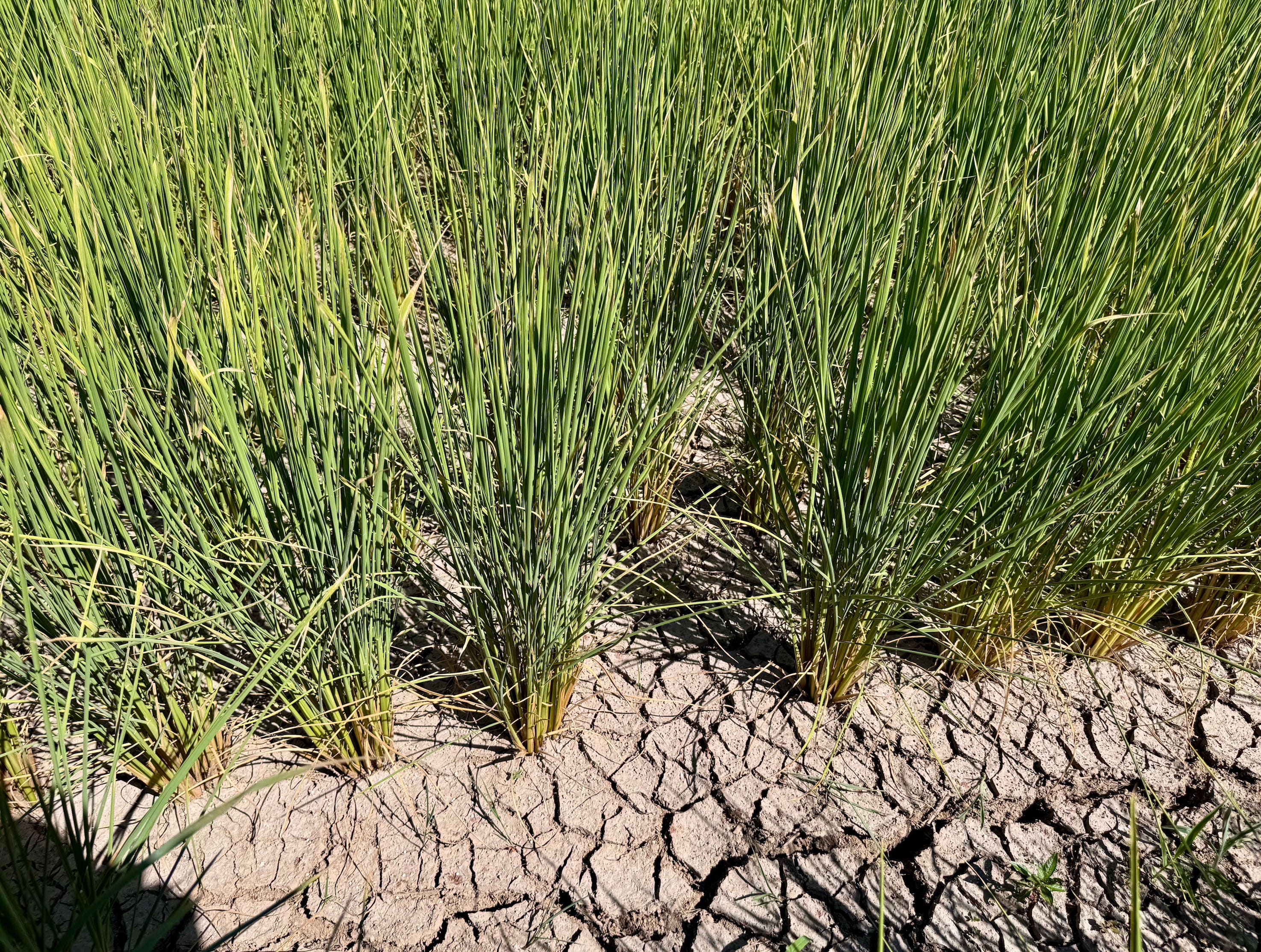 雨が降らず、、