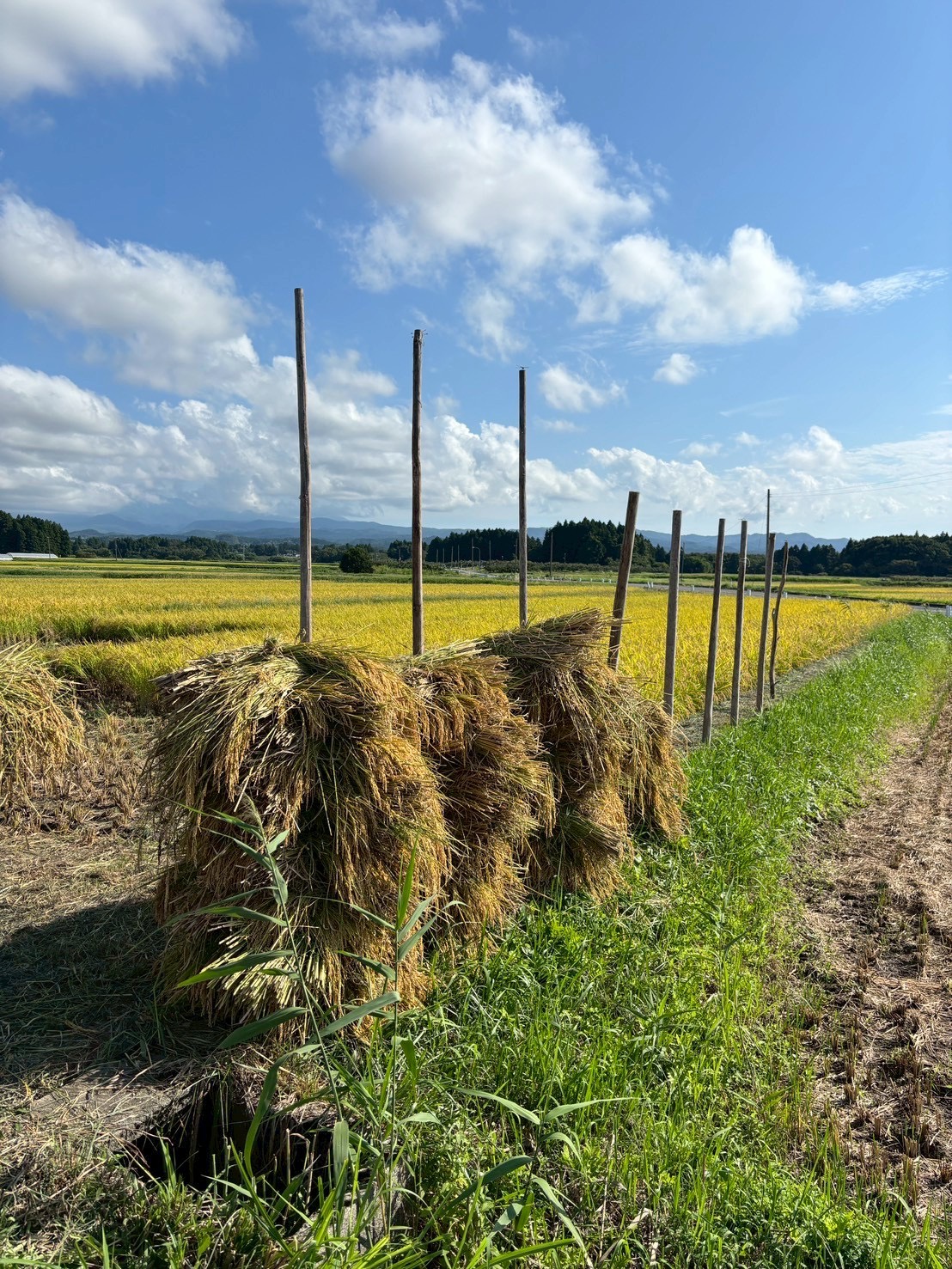 【記事共有】山形放送さんに「第4回鶴岡ごはん日本一」を取り上げていただきました!