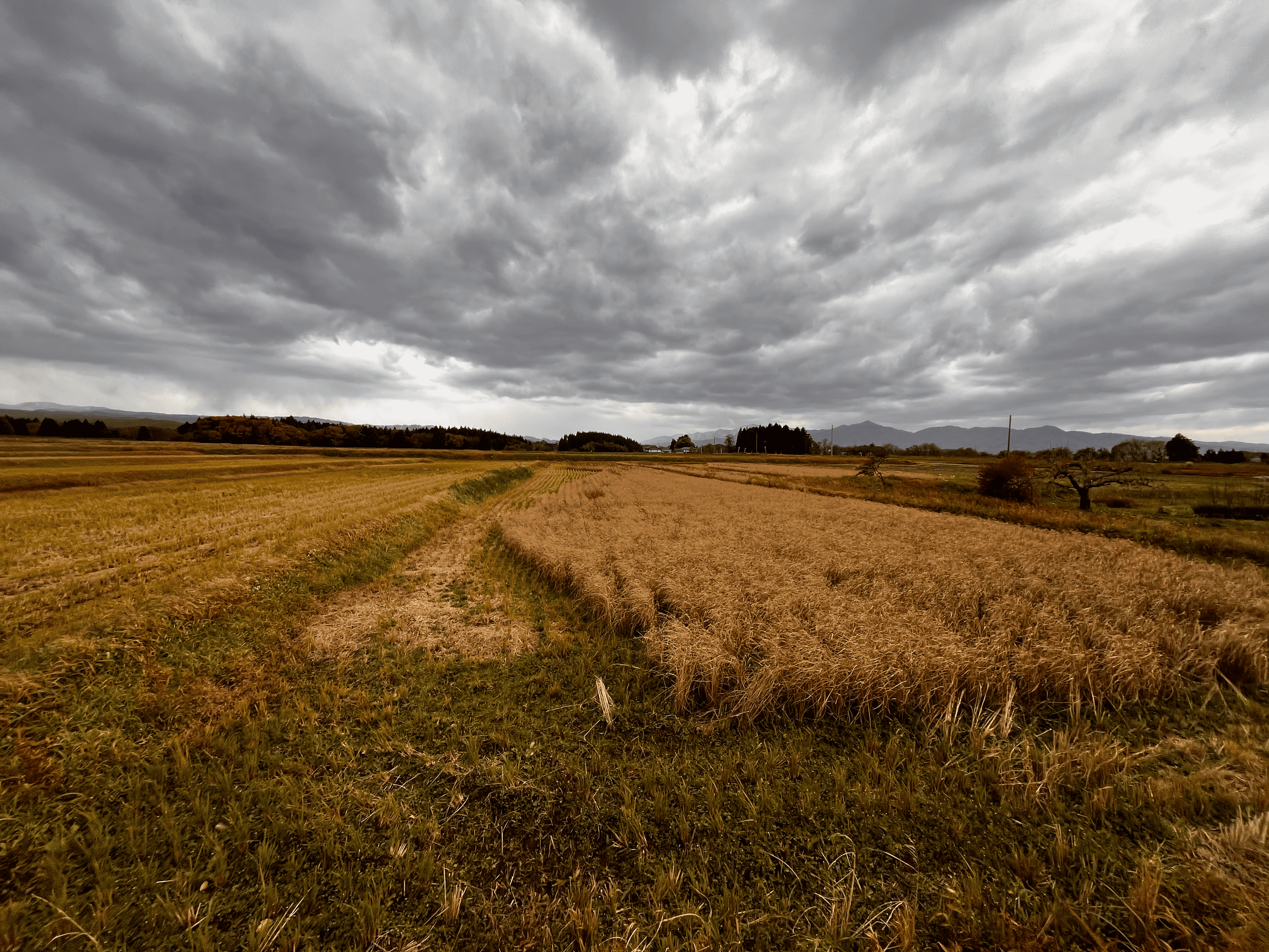 水不足で稲が枯れてます😭