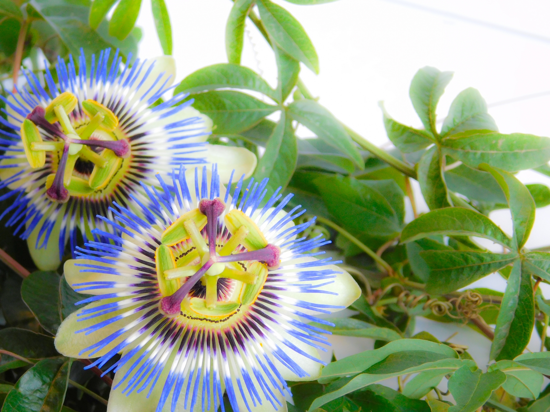 パッションフラワーエキスとは？リラックスサポートと睡眠との関わり