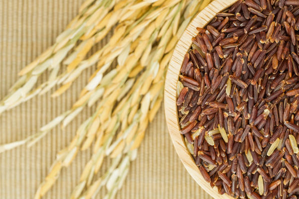 大麦乳酸発酵液GABAが支える“質の高い睡眠”:忙しい現代人の休息習慣に