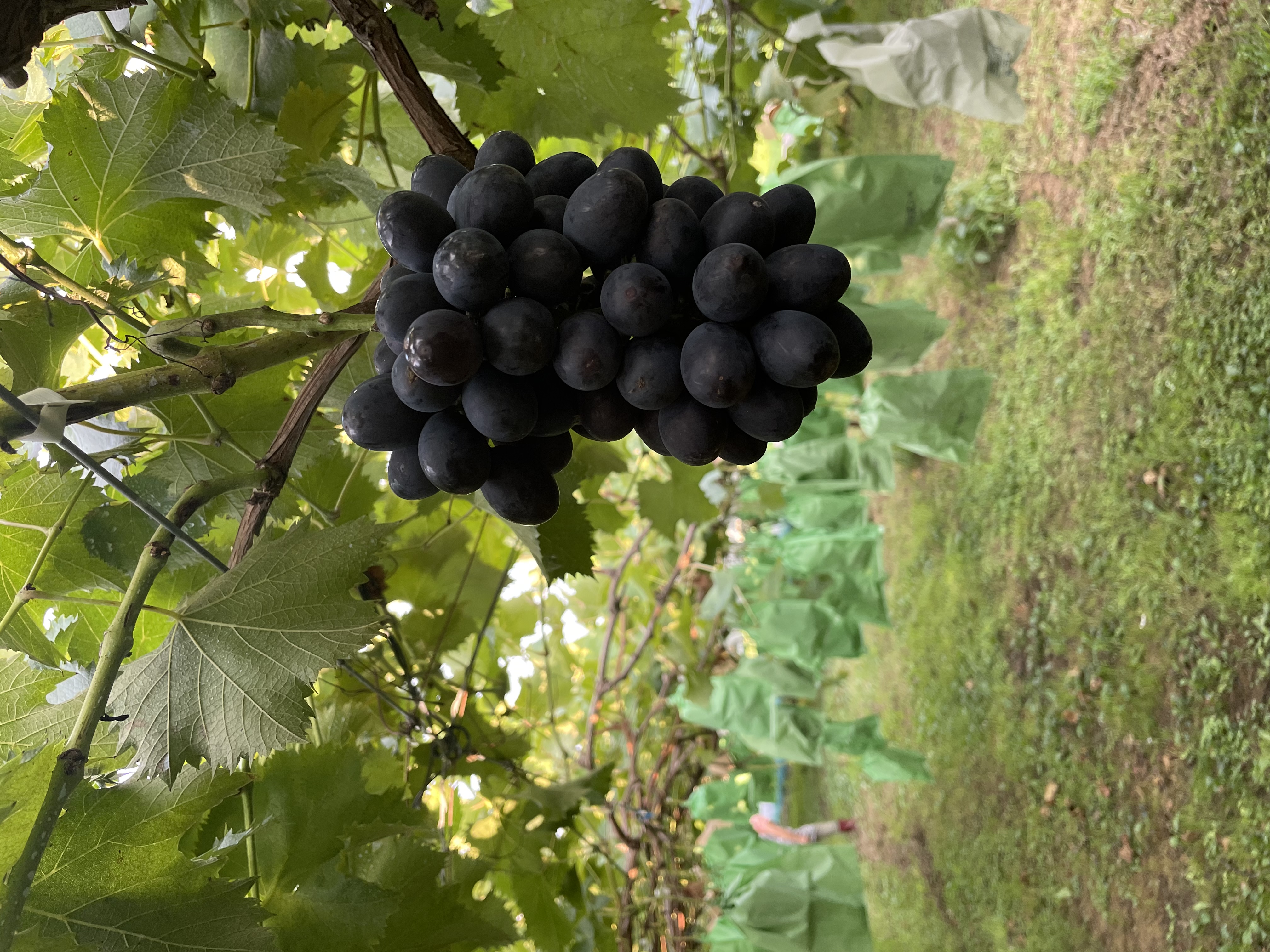 販売スタート！