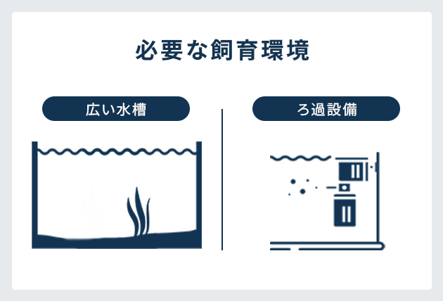 初めてアロワナを飼育する方へ