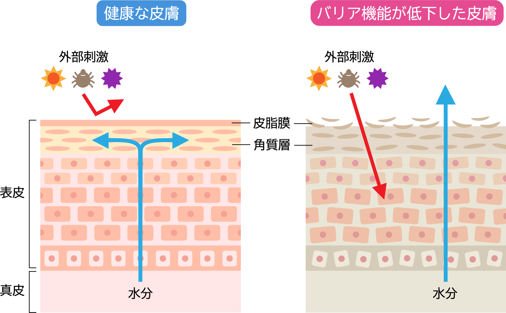 「もう隠せない…」を「もっと輝く私へ」に!肌のバランスを取り戻す、大人のうるおいトトノエ習慣