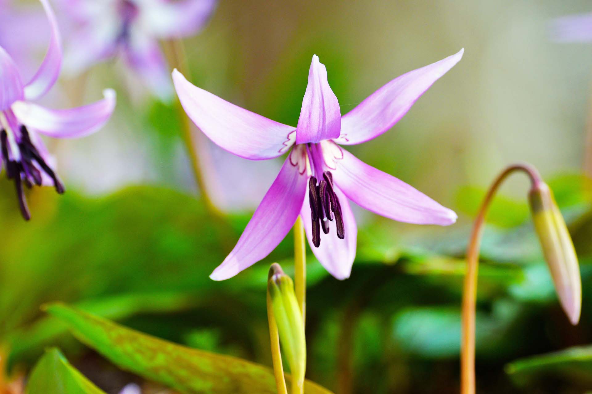 三毳山に春が来ます。