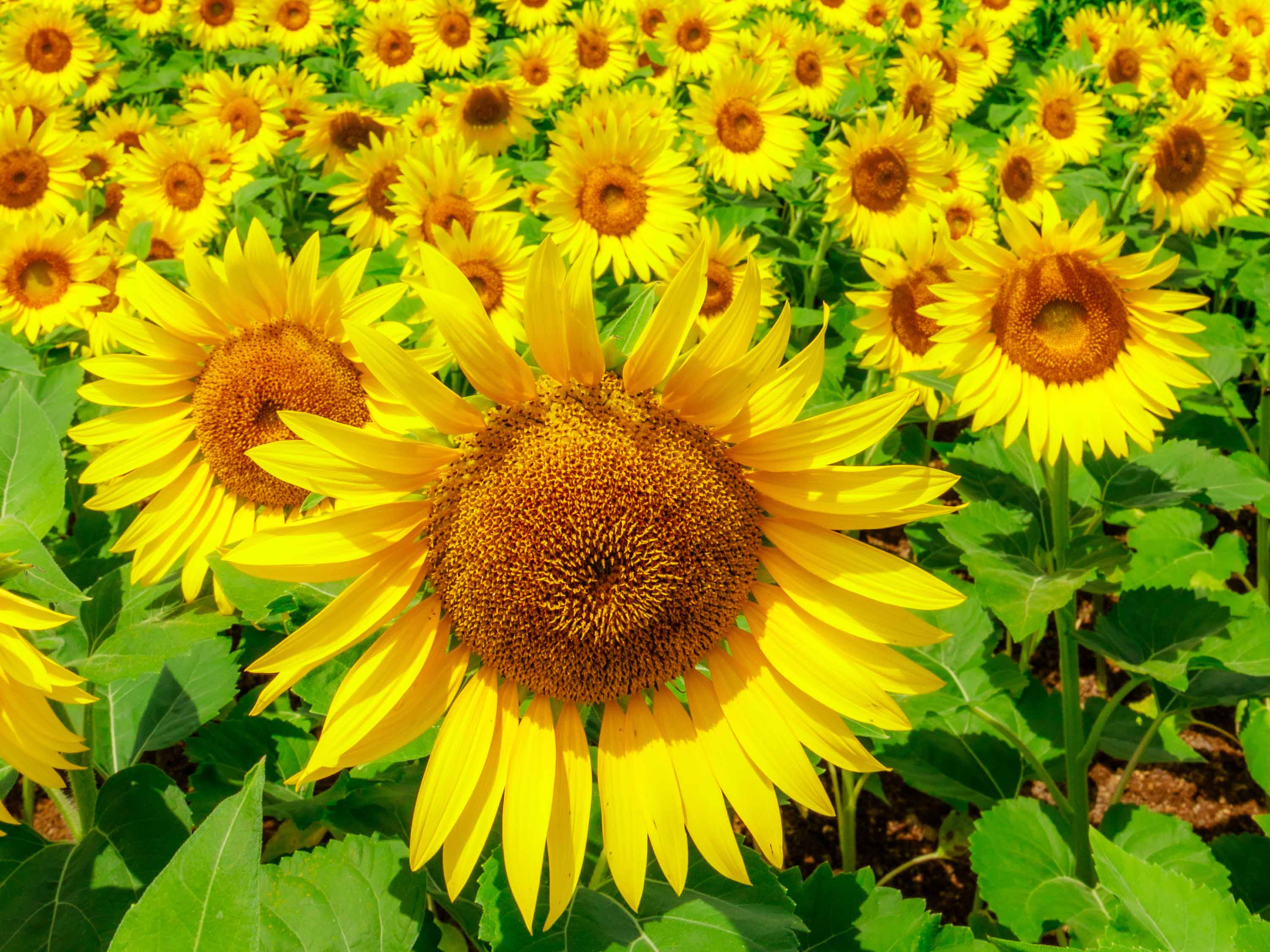夏季休業のお知らせ