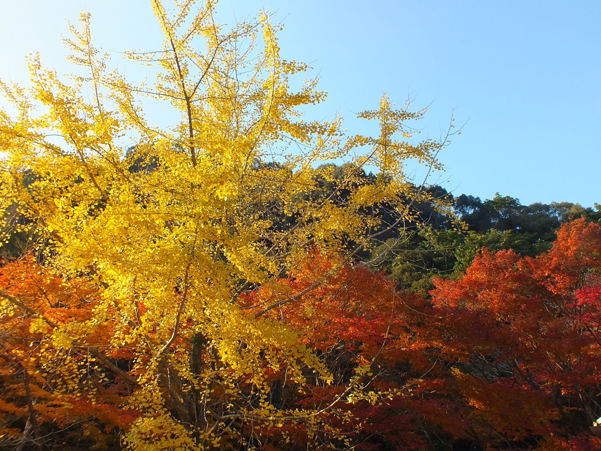 ご来店ありがとうございました