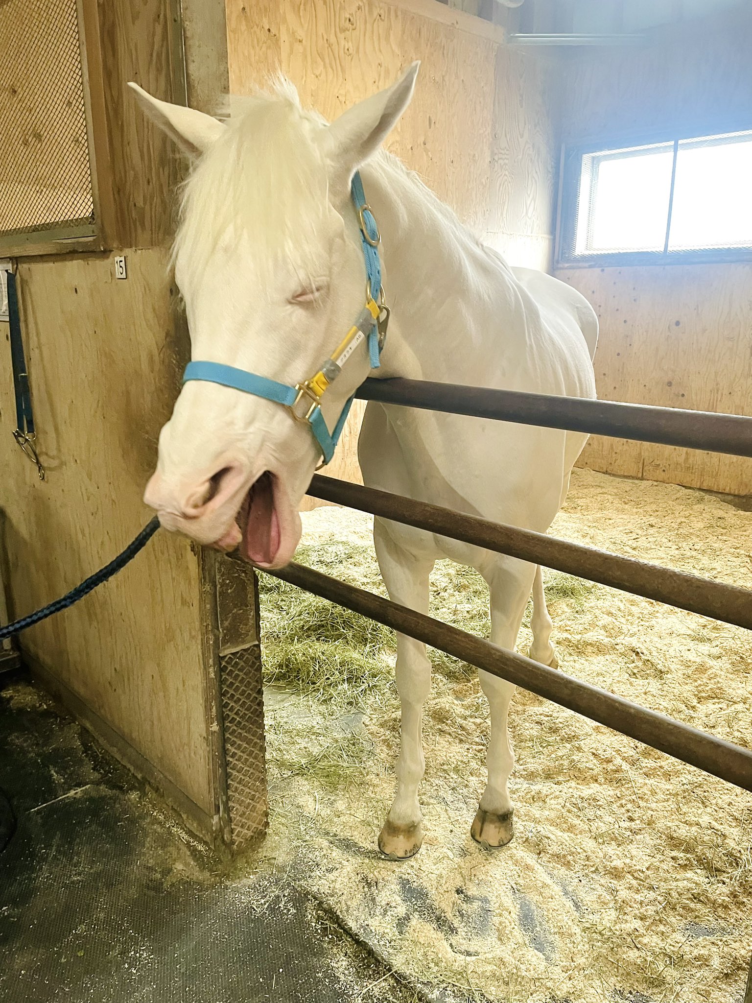 アオラキファミリー公式サイト リニューアルのお知らせ