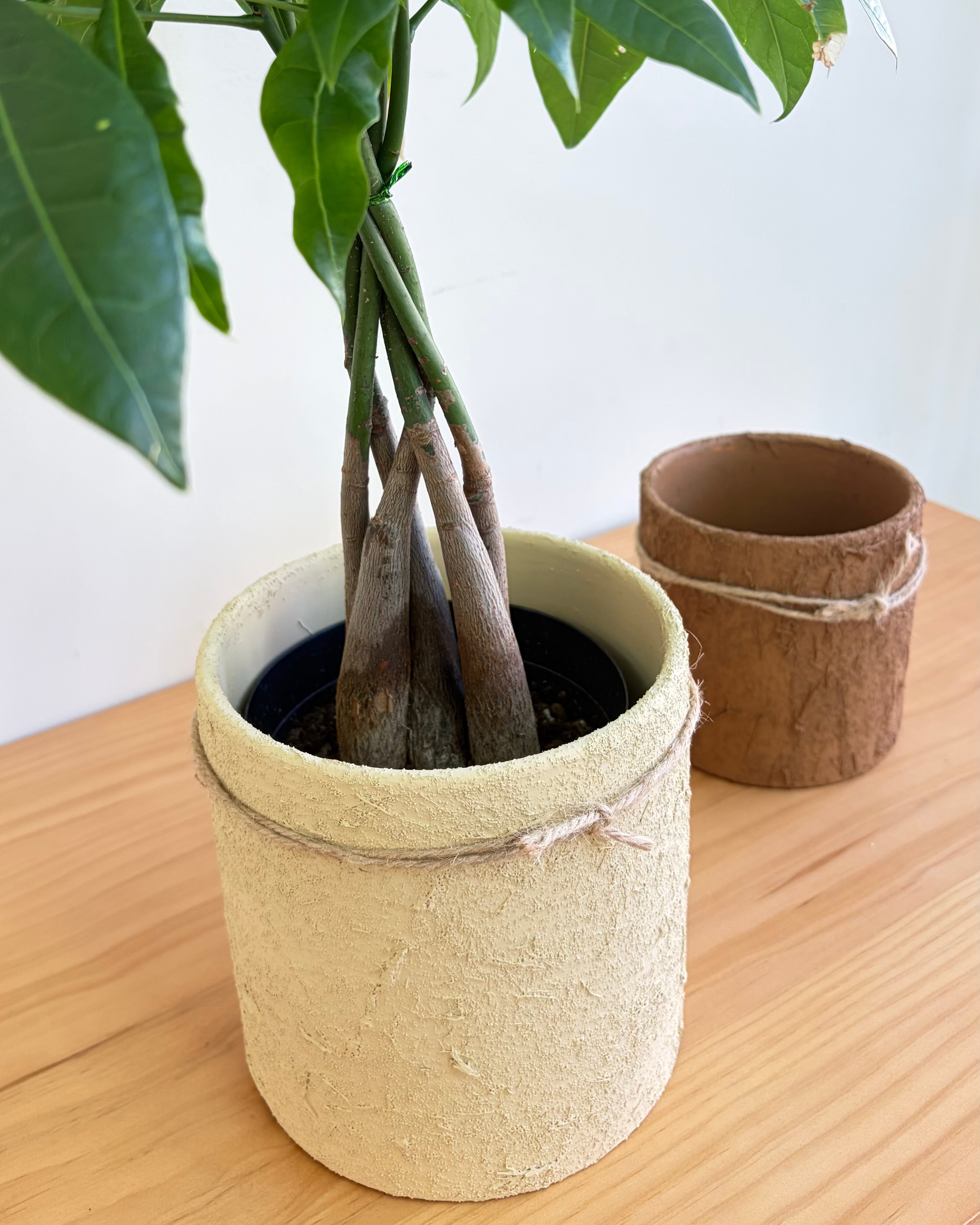 【陶器植木鉢】サイズ違いで楽しむナチュラルグリーンのある暮らし🪴