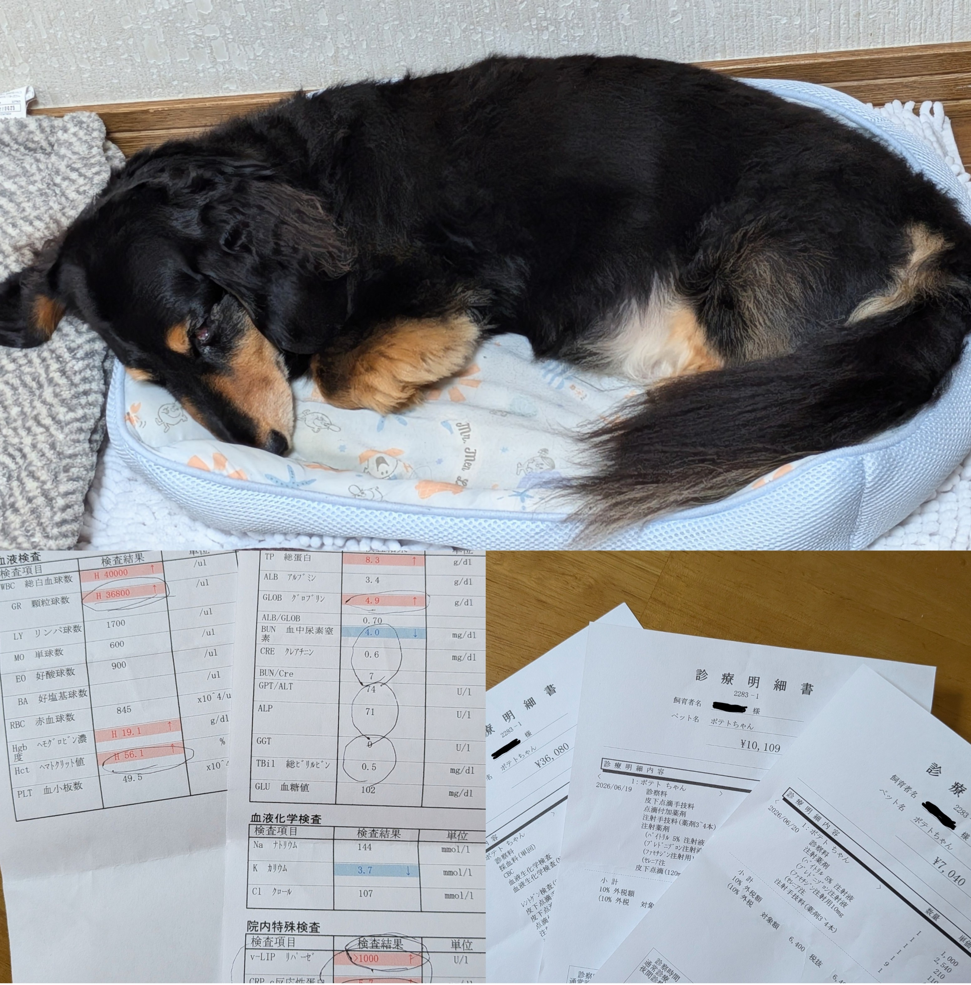 うちのワンちゃんが膵炎になりました