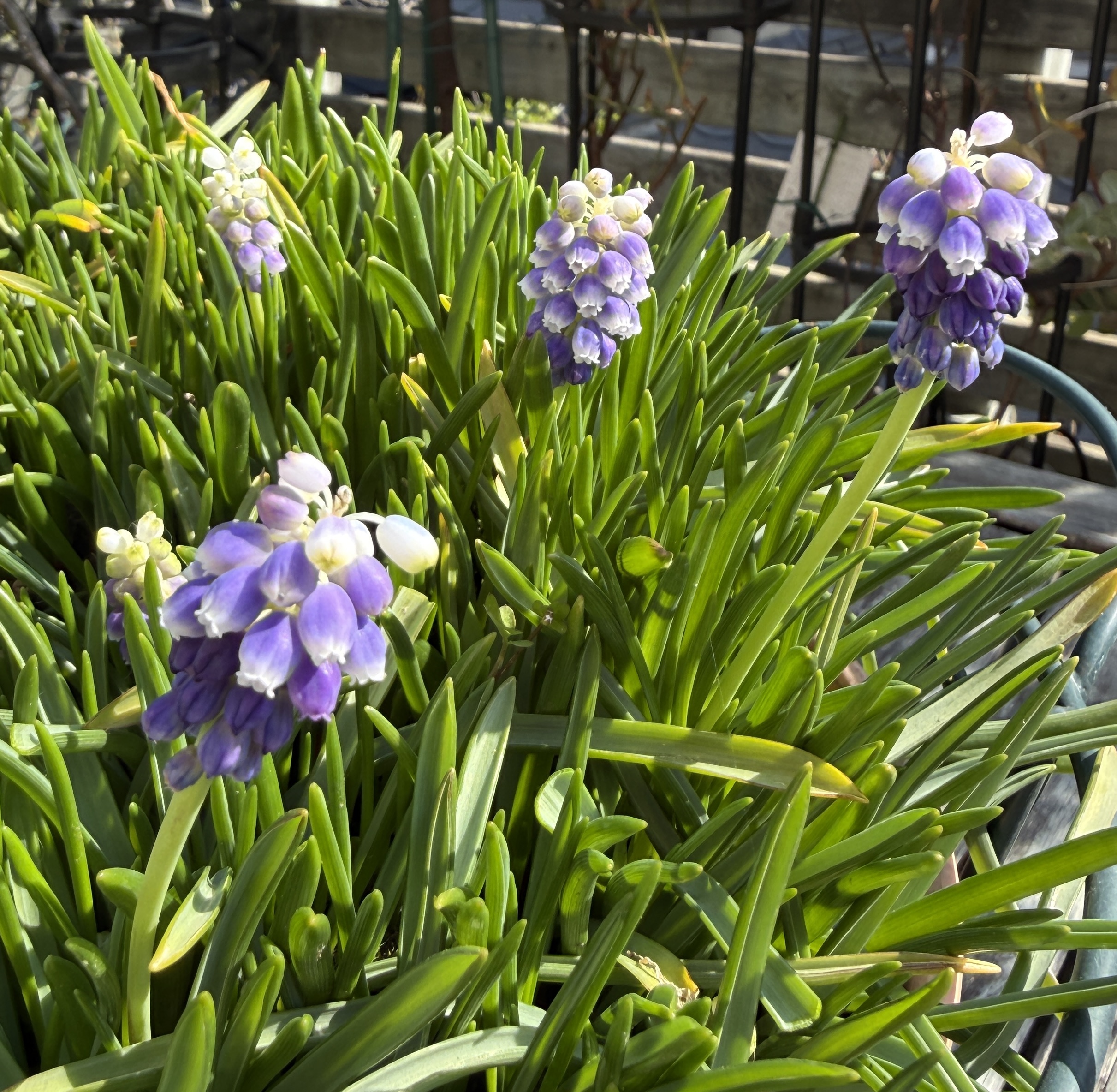 3月15日青山古市出店のお知らせ