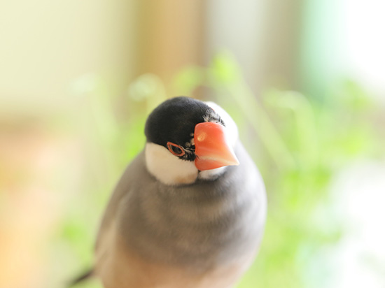文鳥ロードショー姉妹店「 小鳥のメモリアル」をオープンいたしました。