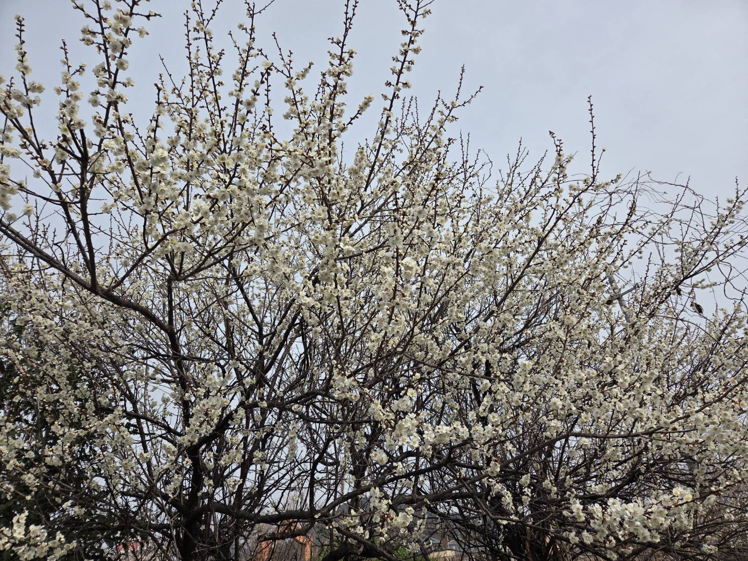 3月2日（月）滋賀県近江八幡市の白鳥川沿いよし笛ロードにウォーキングに行きました。梅が満開でした。