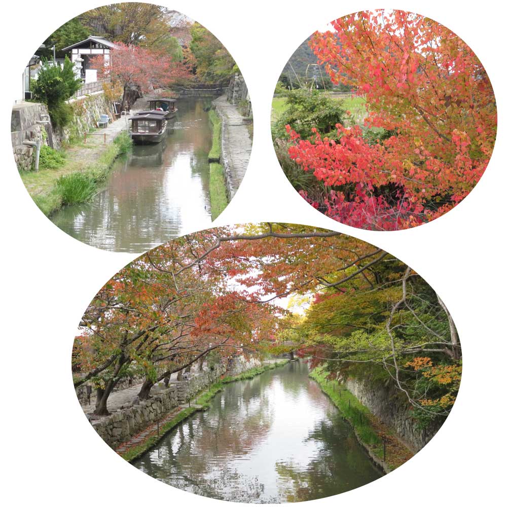 11月11日（火）滋賀県近江八幡市にある「八幡掘と水郷めぐり」に紅葉を見に行ってきました。