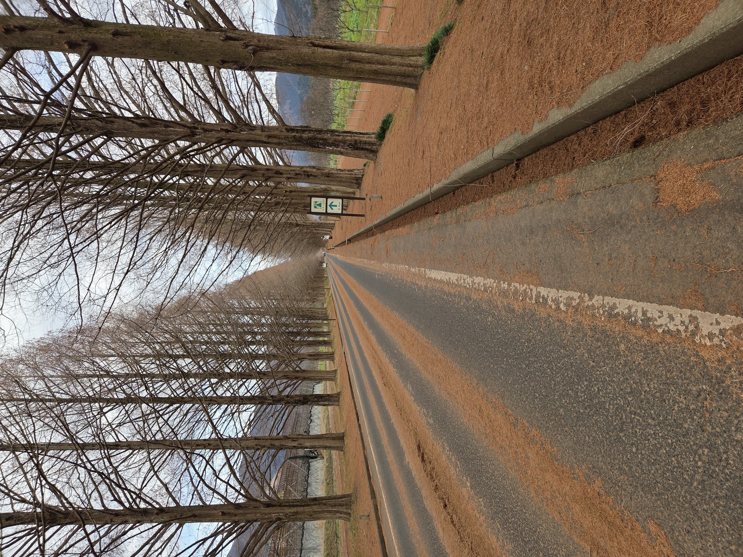 12月23日（火）滋賀県高島市マキノ町にあるマキノピックランド「メタセコイア並木」を散策しました。