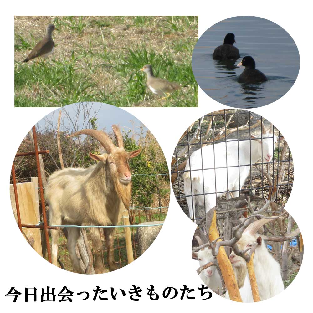 12月7日（日）滋賀県近江八幡市安土町にある「びわ湖よし笛ロード」にウォーキングに行ってきました。