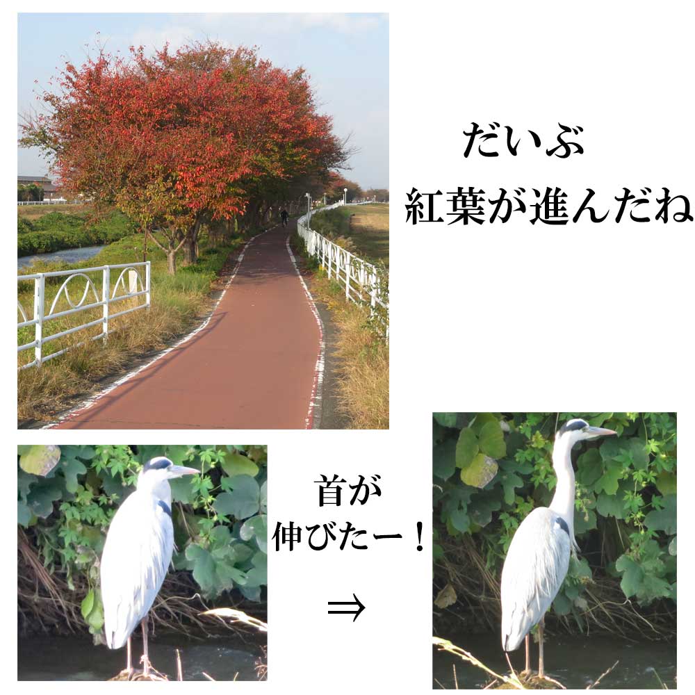 11月14日（金）滋賀県近江八幡市の白鳥川沿いの「びわ湖よし笛ロード」をウォーキングしてきました。