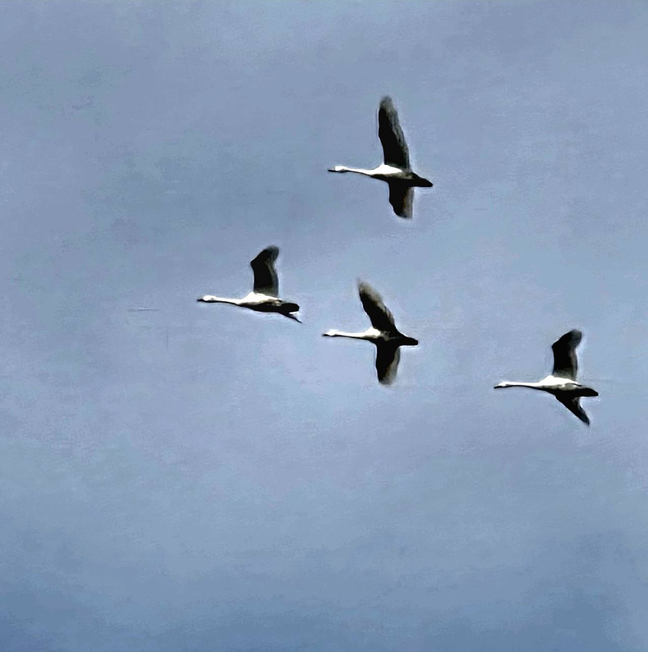 2月12日（木）滋賀県長浜市にある「湖北水鳥ステーションにコハクチョウ」を見に行ってきました。