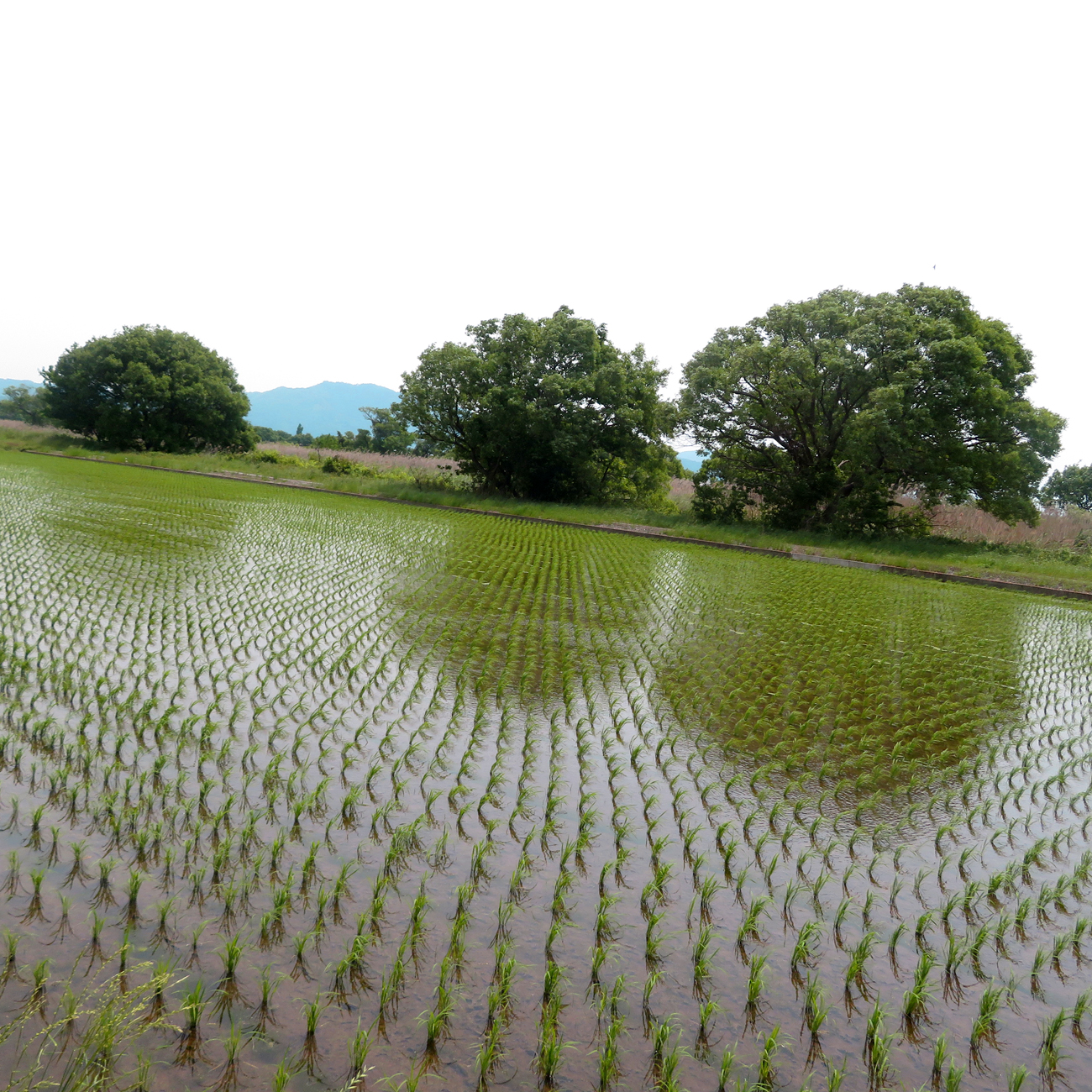 5月27日（火）滋賀県近江八幡市大中町にある田植えが終わった水田周辺のウォーキングに行ってきました。