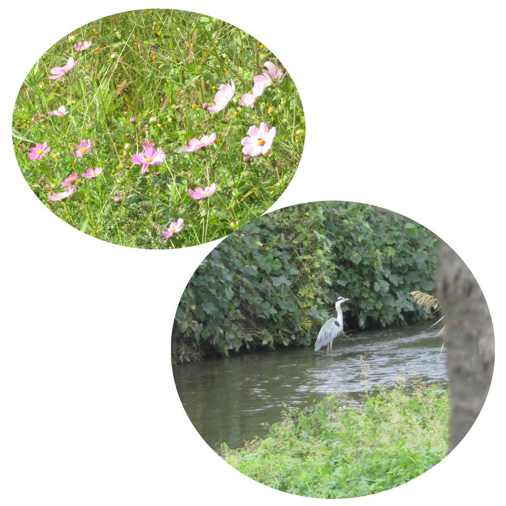 11月4日（火）滋賀県近江八幡市の白鳥川沿いの「びわ湖よし笛ロード」をウォーキングしてきました。