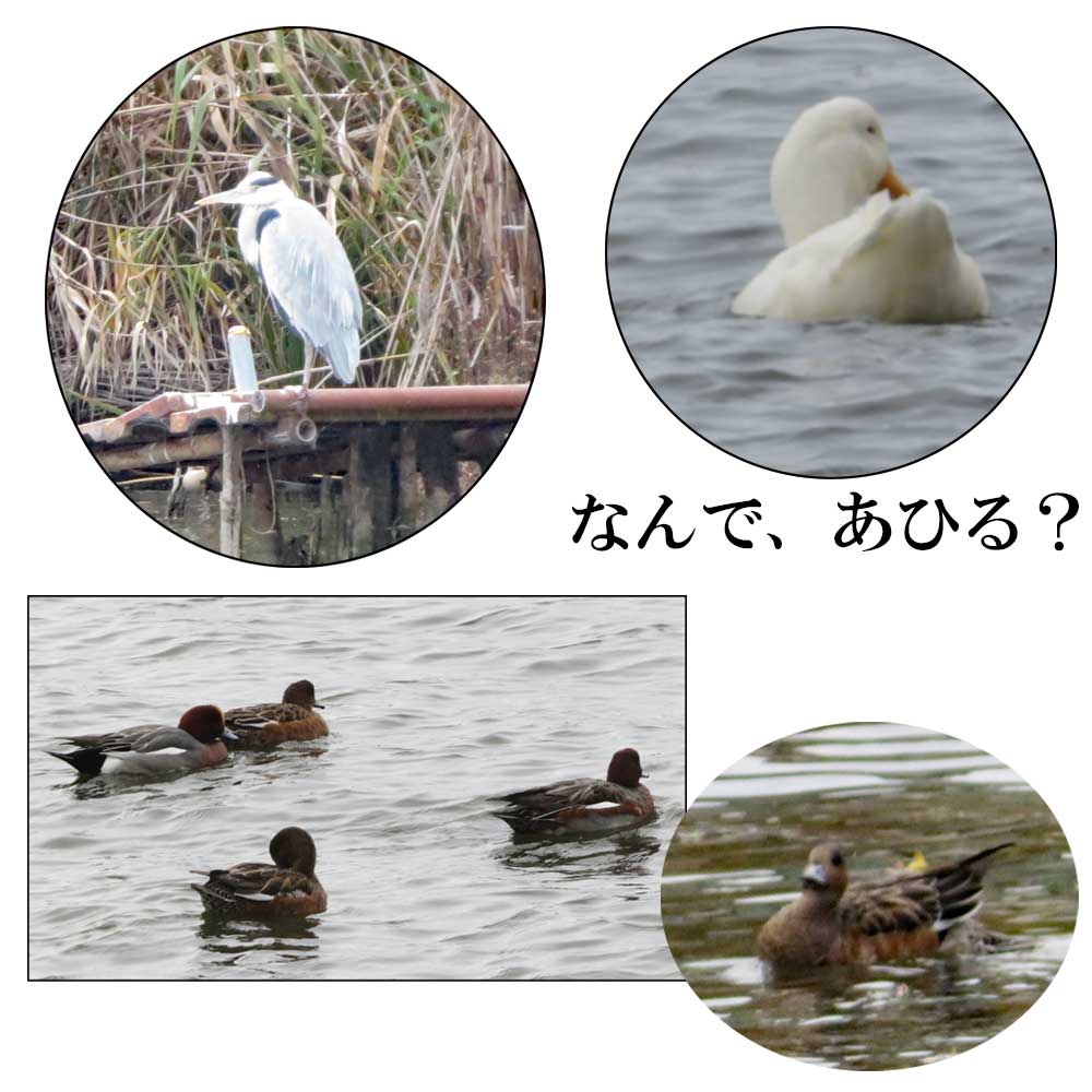 12月3日（水）滋賀県近江八幡市安土町にある「西の湖」で冬の野鳥のバードウォッチングしてきました。