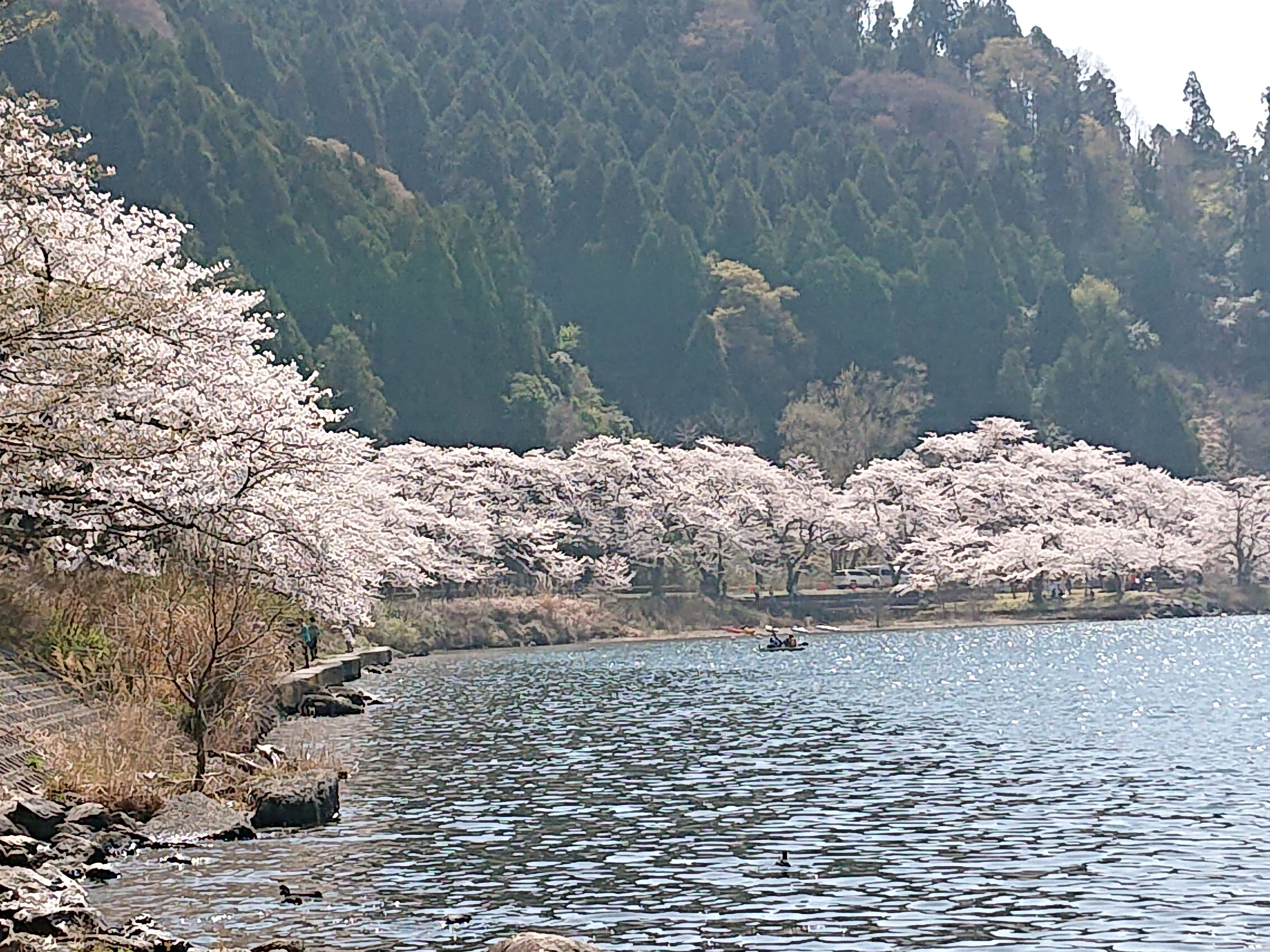 2025年4月14日（月）今年も滋賀県高島市マキノ町の「海津大崎の桜」を見に行きました。