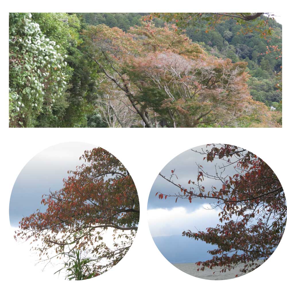 11月3日（月）滋賀県近江八幡市の長命寺近くにある「シャーレ水ヶ浜近くから見た琵琶湖と紅葉」です。