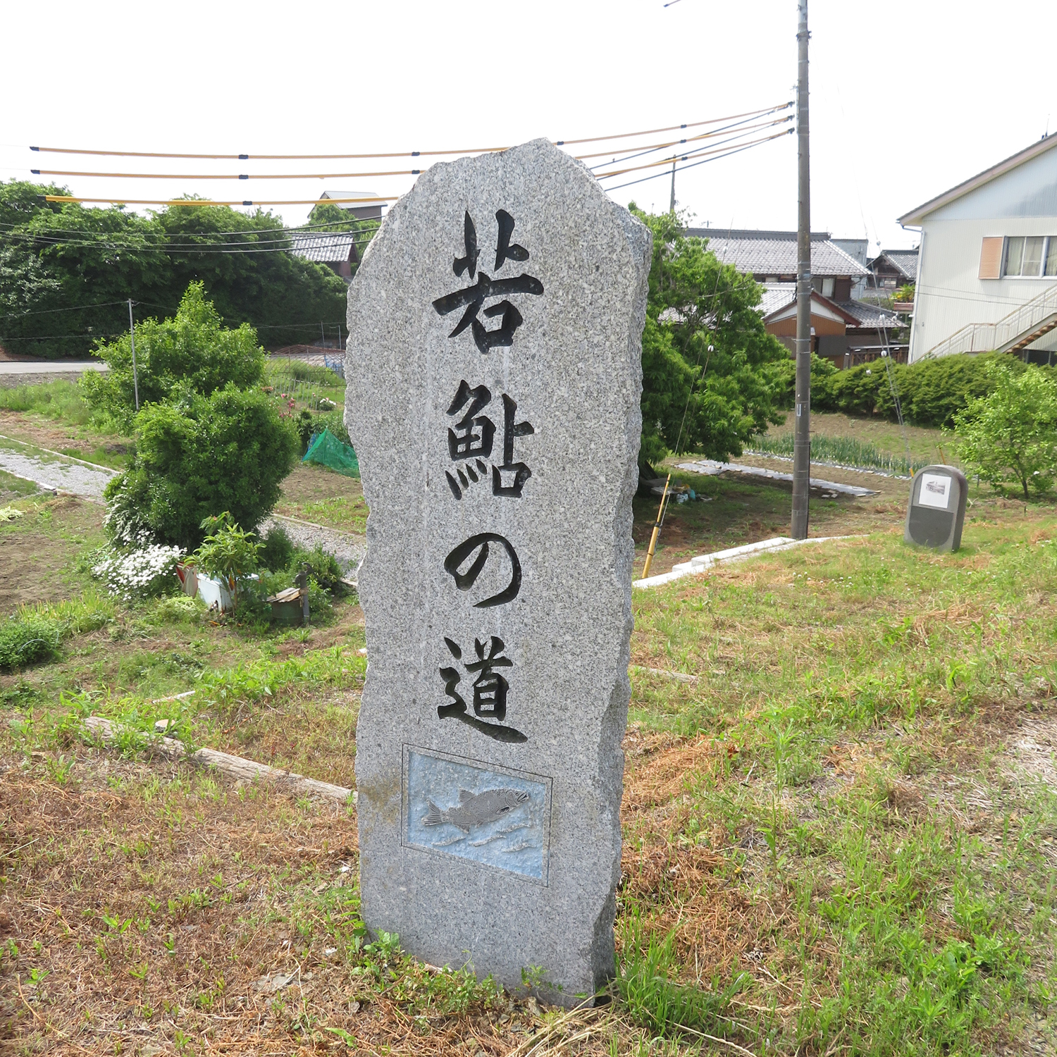 5月19日（月）滋賀県長浜市南浜町の「鮎の道」をウォーキングに行ってきました。