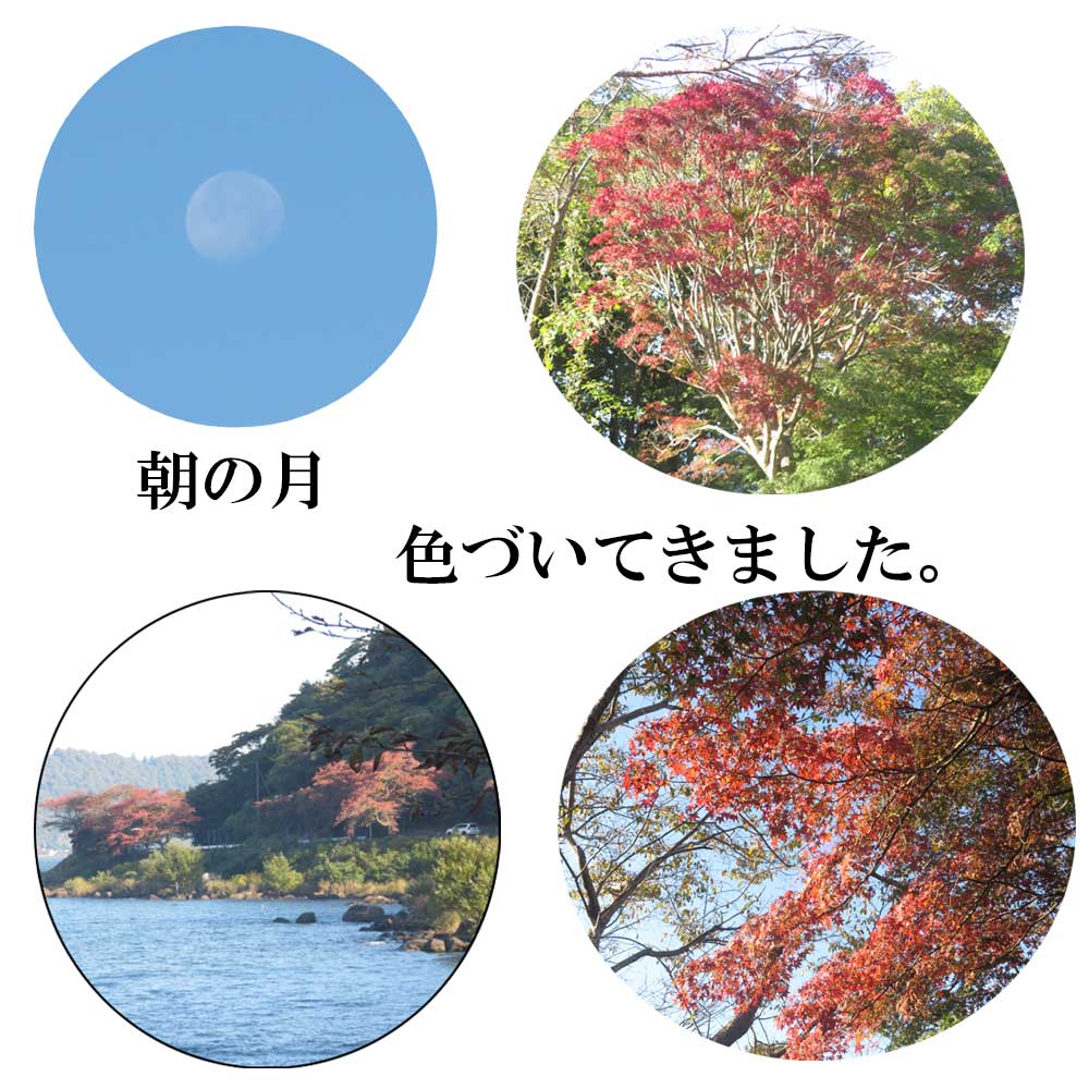 11月8日（土）滋賀県近江八幡市にある長命寺のウォーキングコースから見た紅葉です。