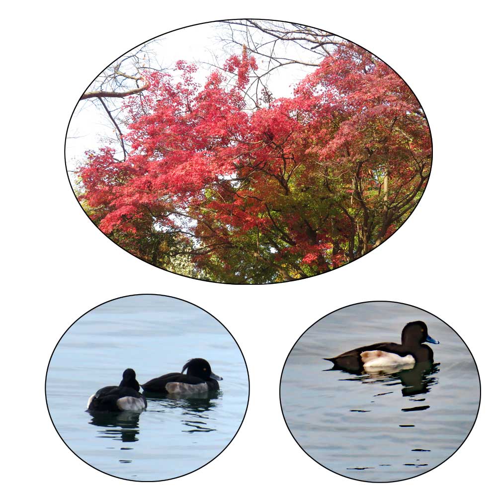 11月24日（土）滋賀県近江八幡市にある「長命寺」のウォーキングコースから見た紅葉PART2です。