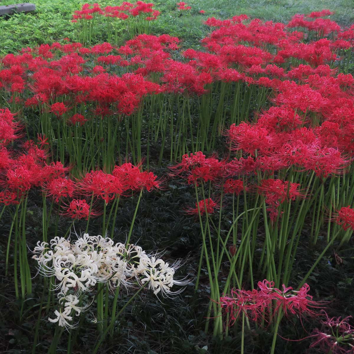 10月1日（水）滋賀県高島市今津町の「桂浜園地」に彼岸花（マンジュシャゲ）群生地に行ってきました。