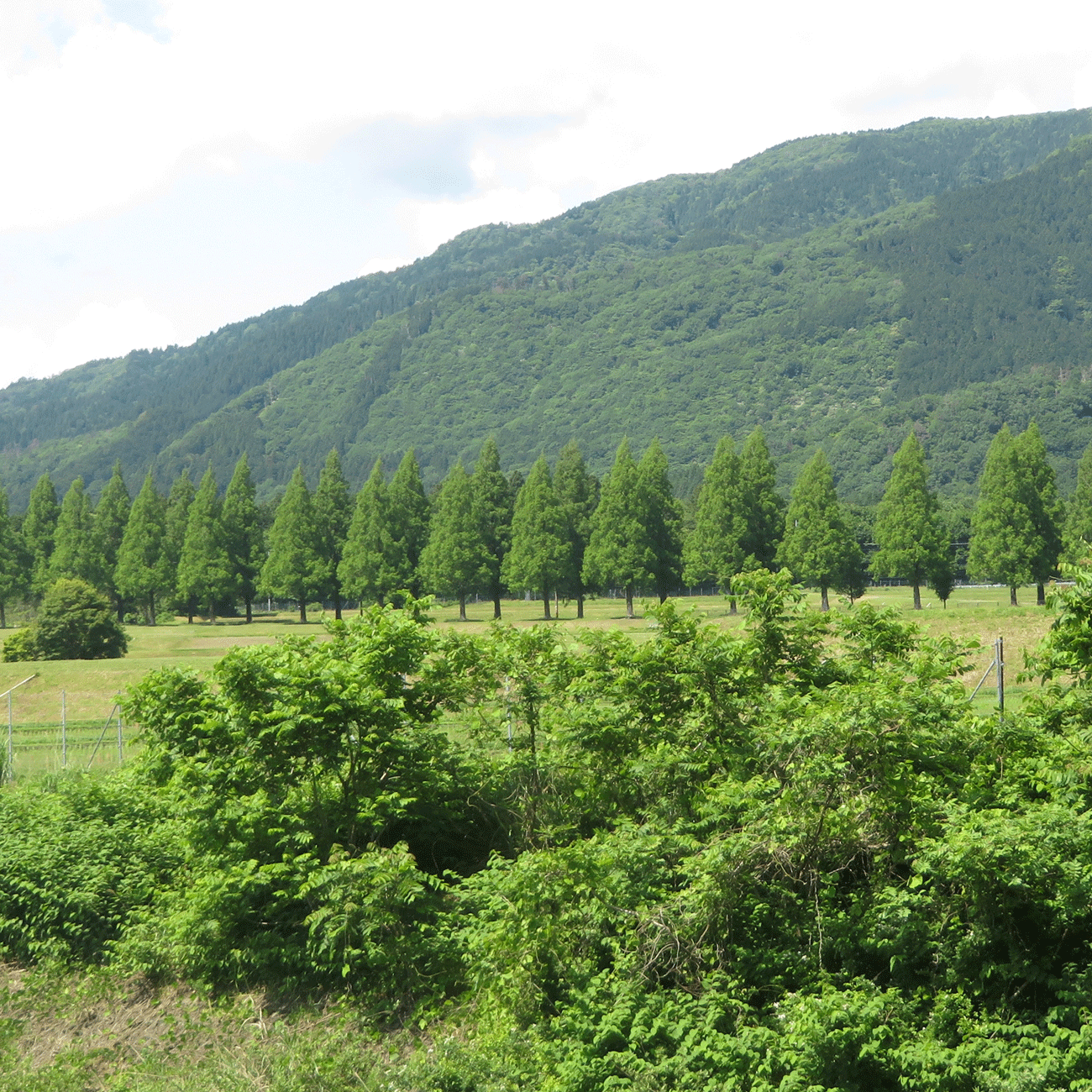 5月28日（水）高島市マキノ町にある「マキノピックランド」と「メタセコイア並木」に行ってきました。