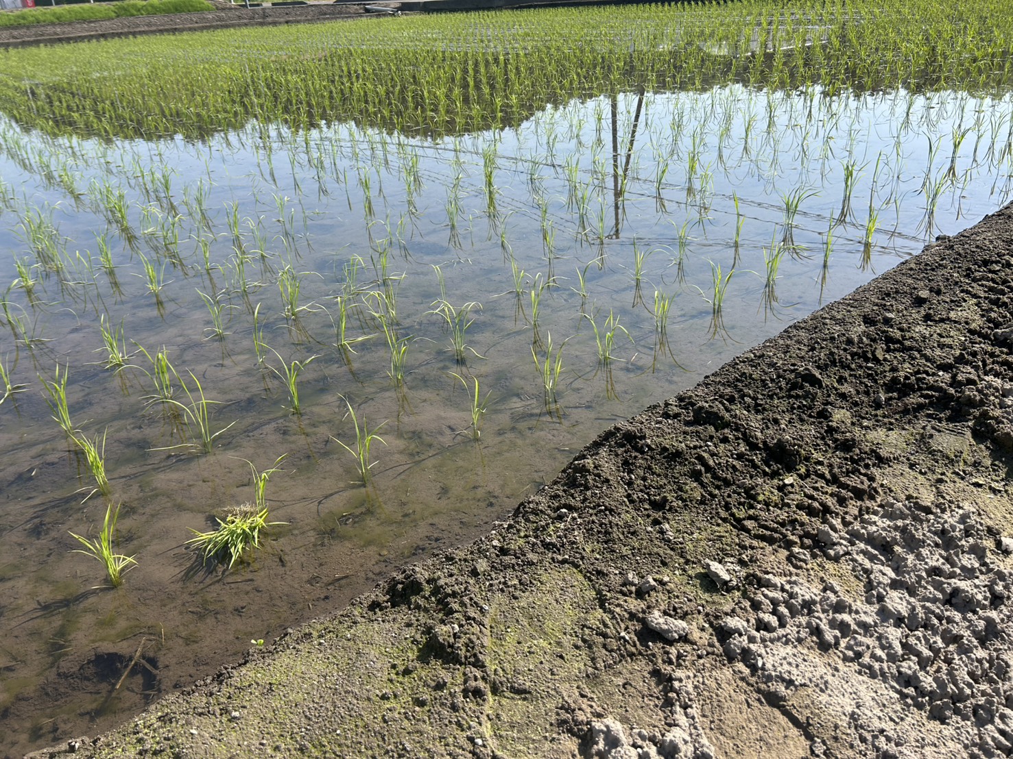 【令和8年産の田植え完了しました!】