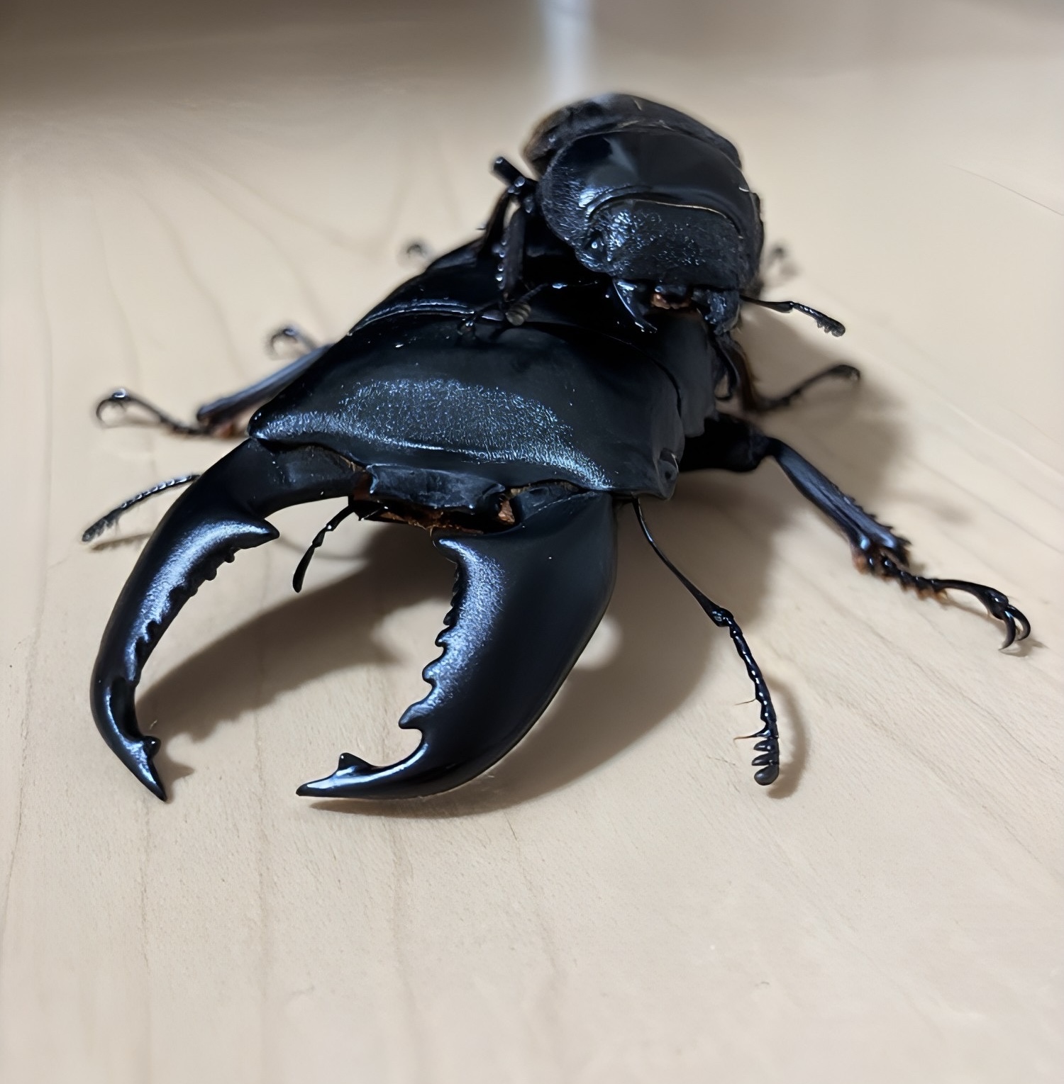 クワガタフォトグラフ-① 2025 8/6