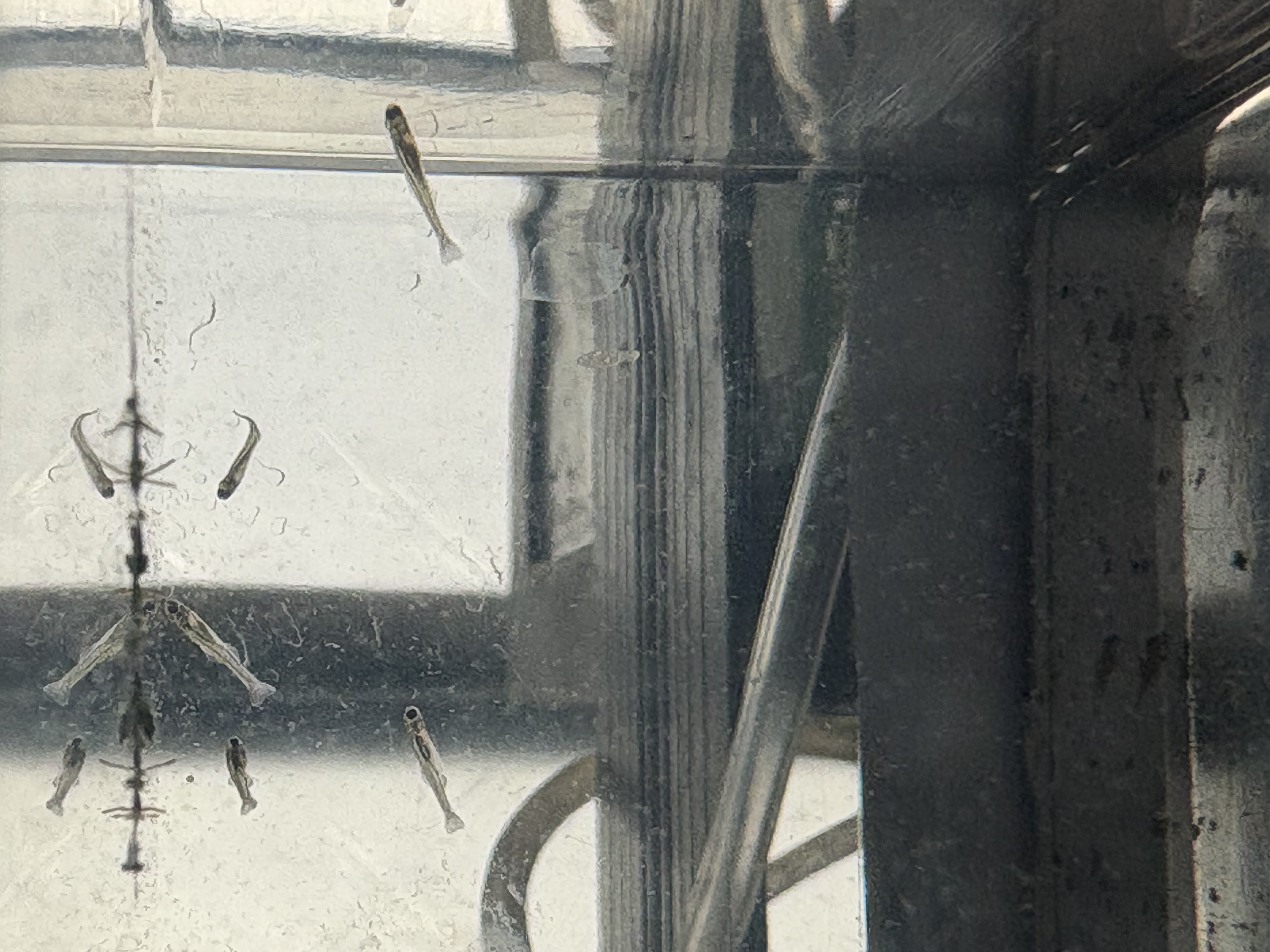 27年度春のゼニタナゴ 浮上中です👍