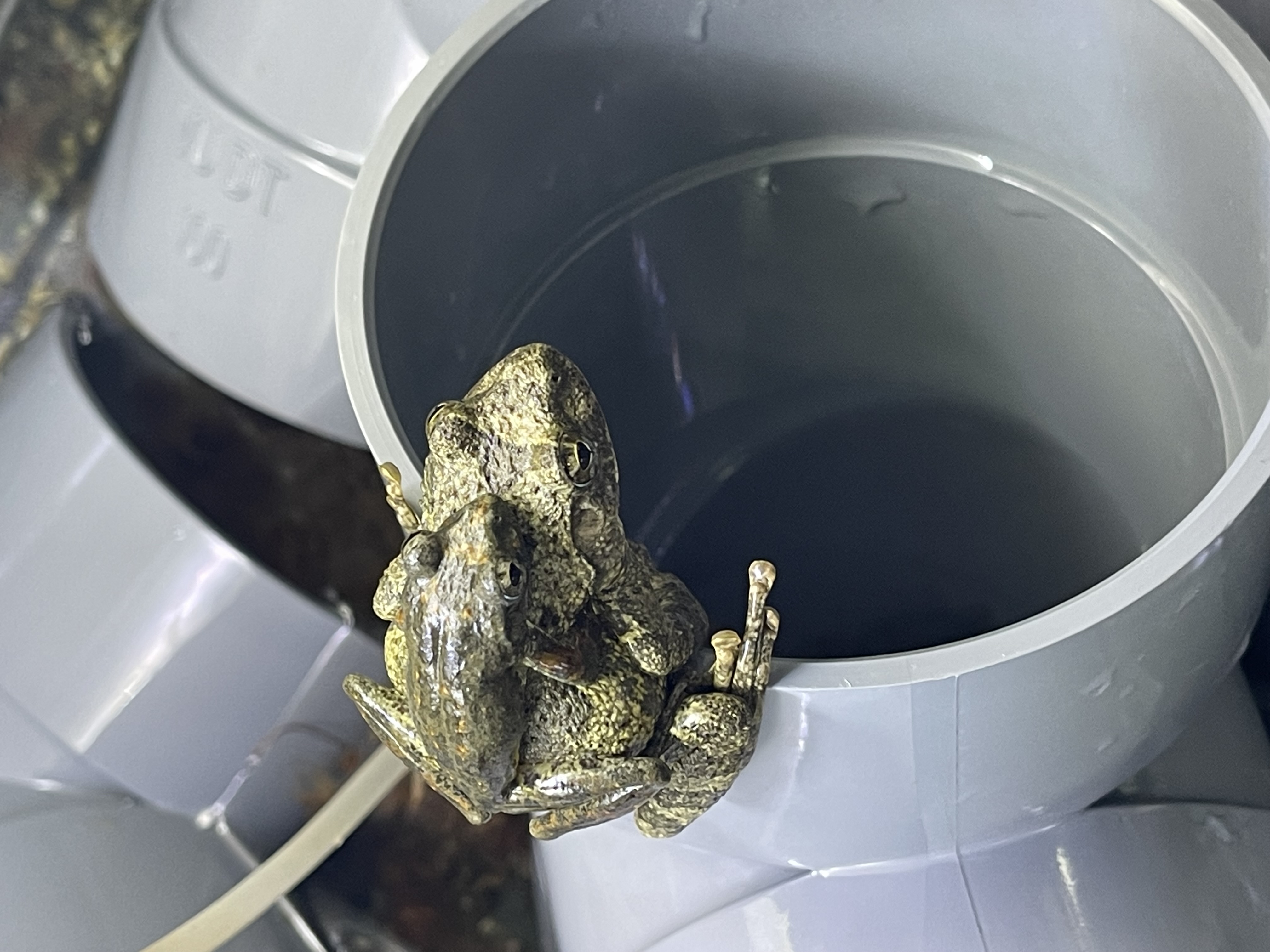 5月はカジカガエルのセールです！