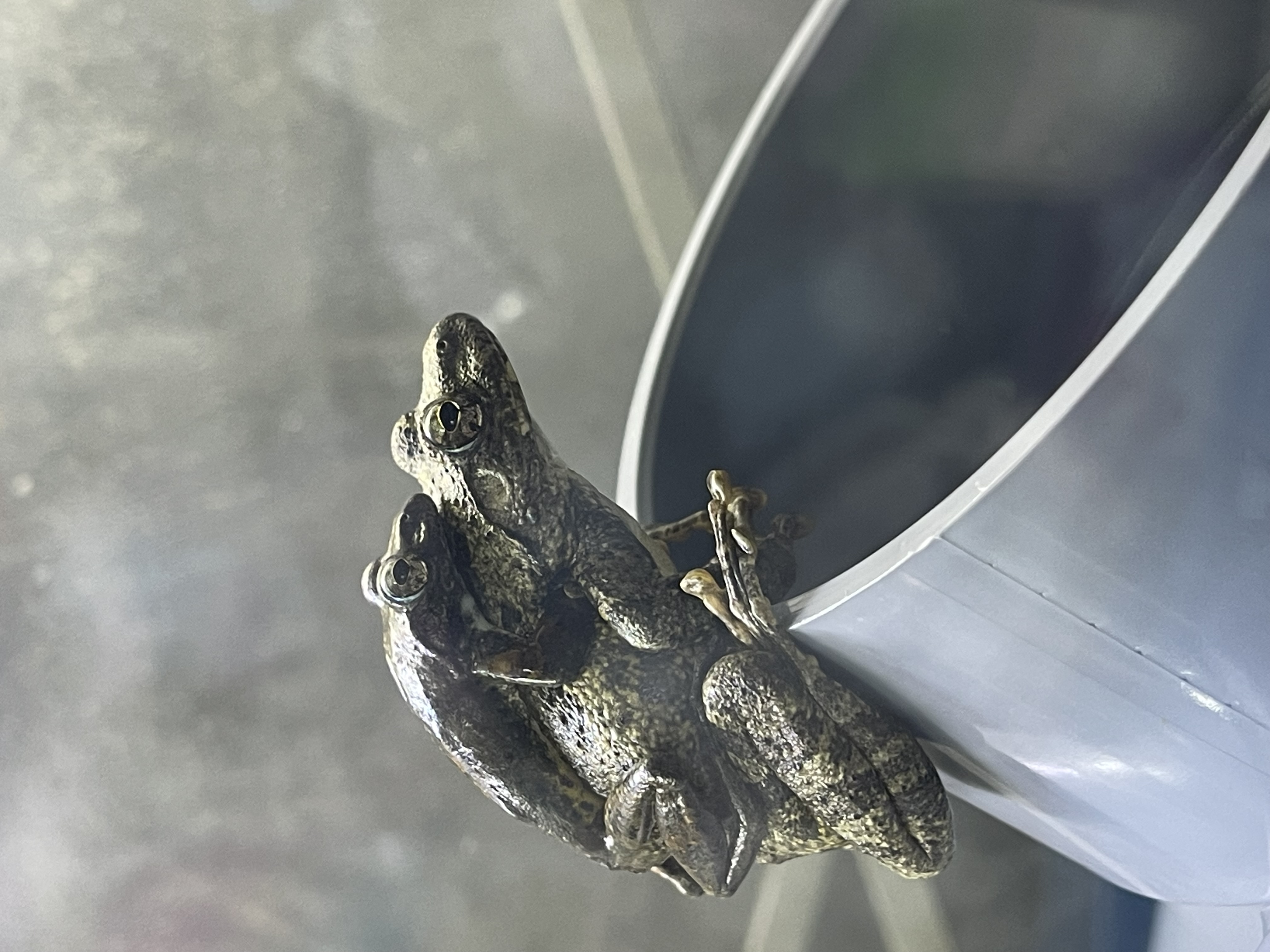 カジカガエルについて、NHKのダーウィンが来た　
