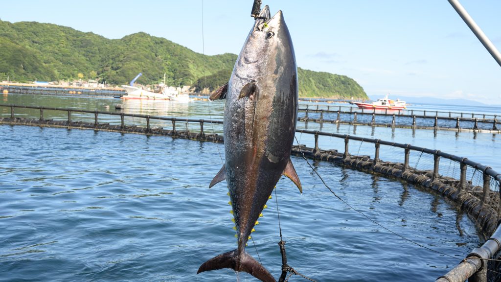 養殖本マグロの魅力とは？〜いま注目の“旨い・安定・サステナブル”な選択〜