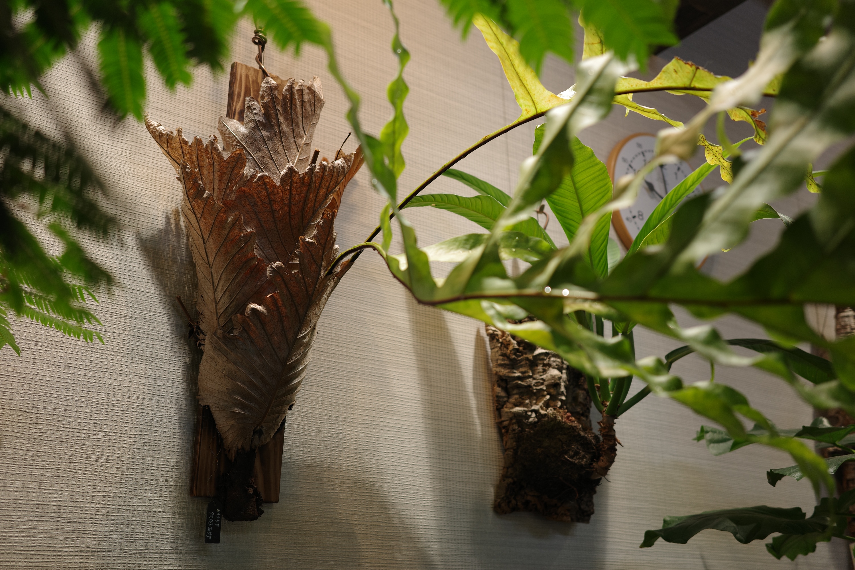 はじめまして着生屋です