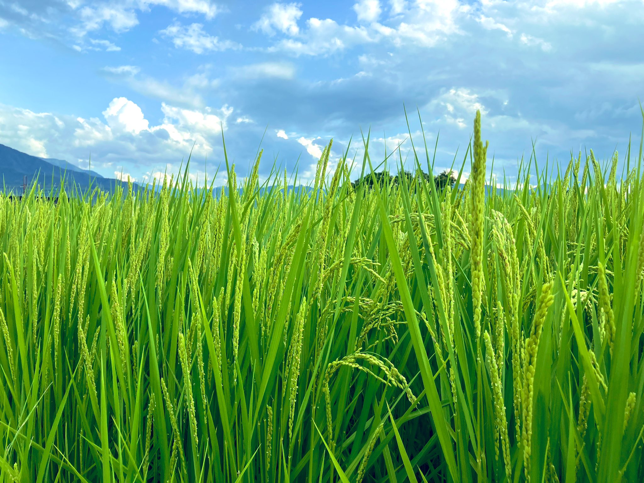 お米を食べることを推奨🍚✨ / 新発見🔍 ”腸にはたらくお米”