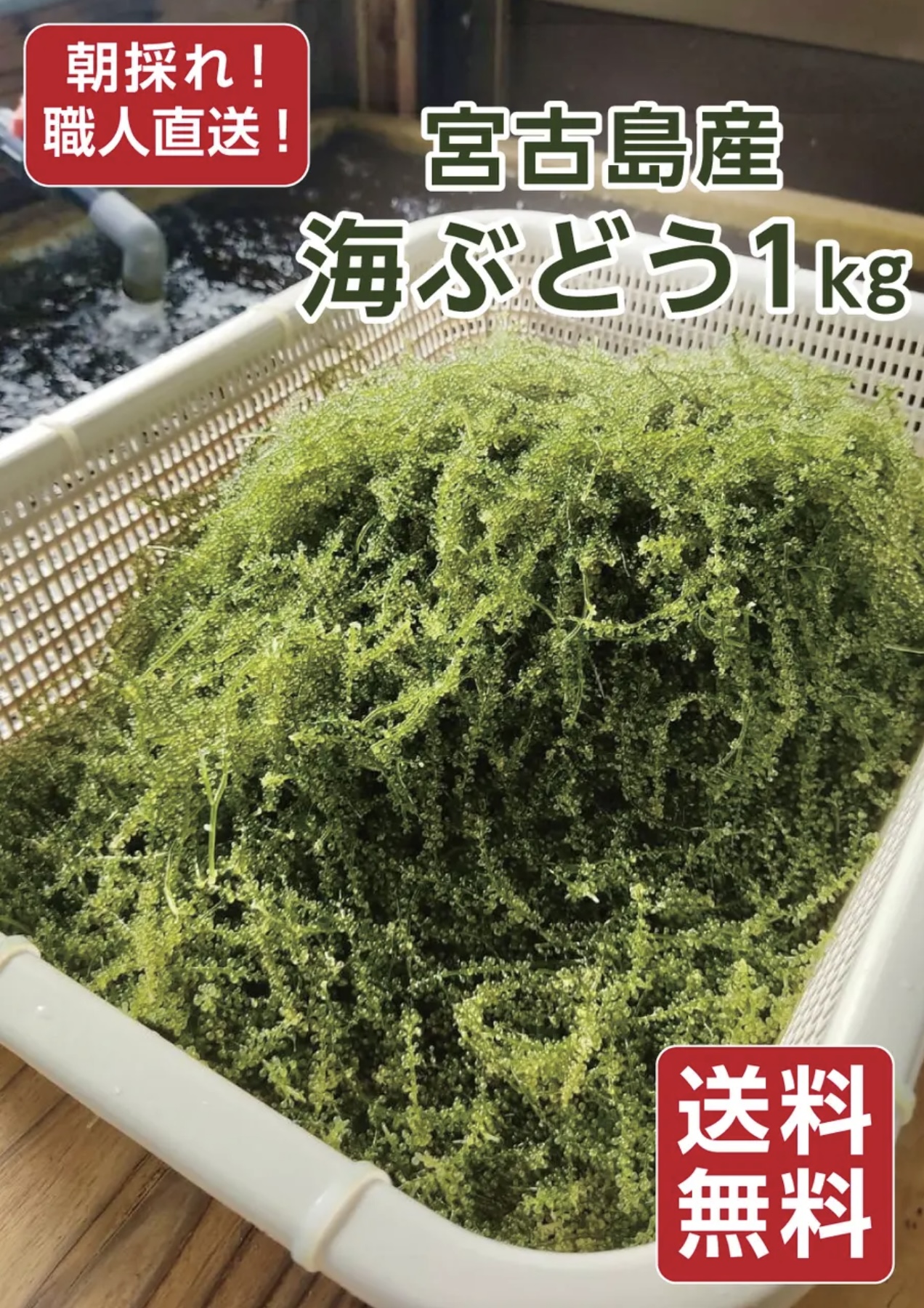 宮古島海ぶどう