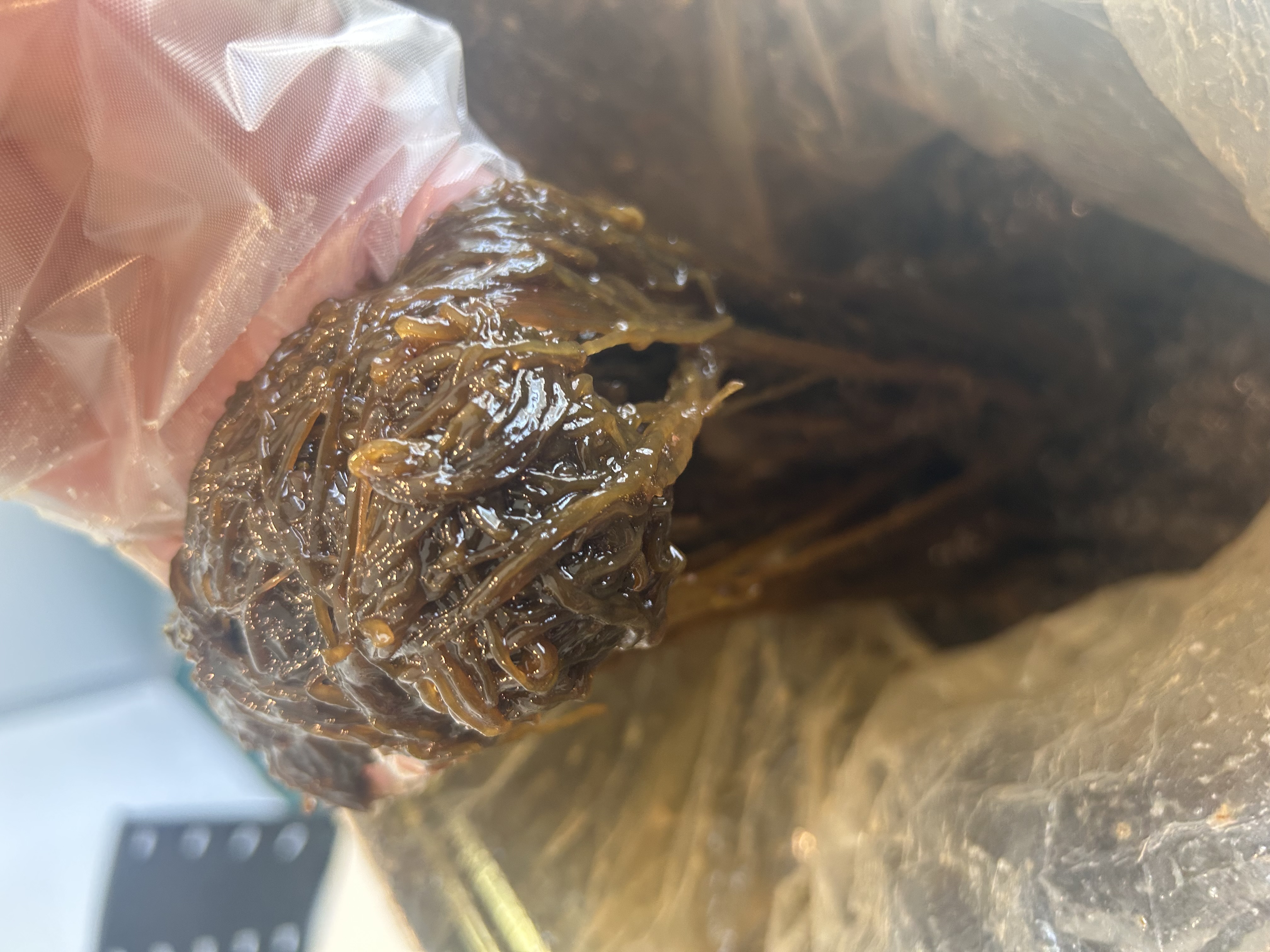 宮古島産もずく